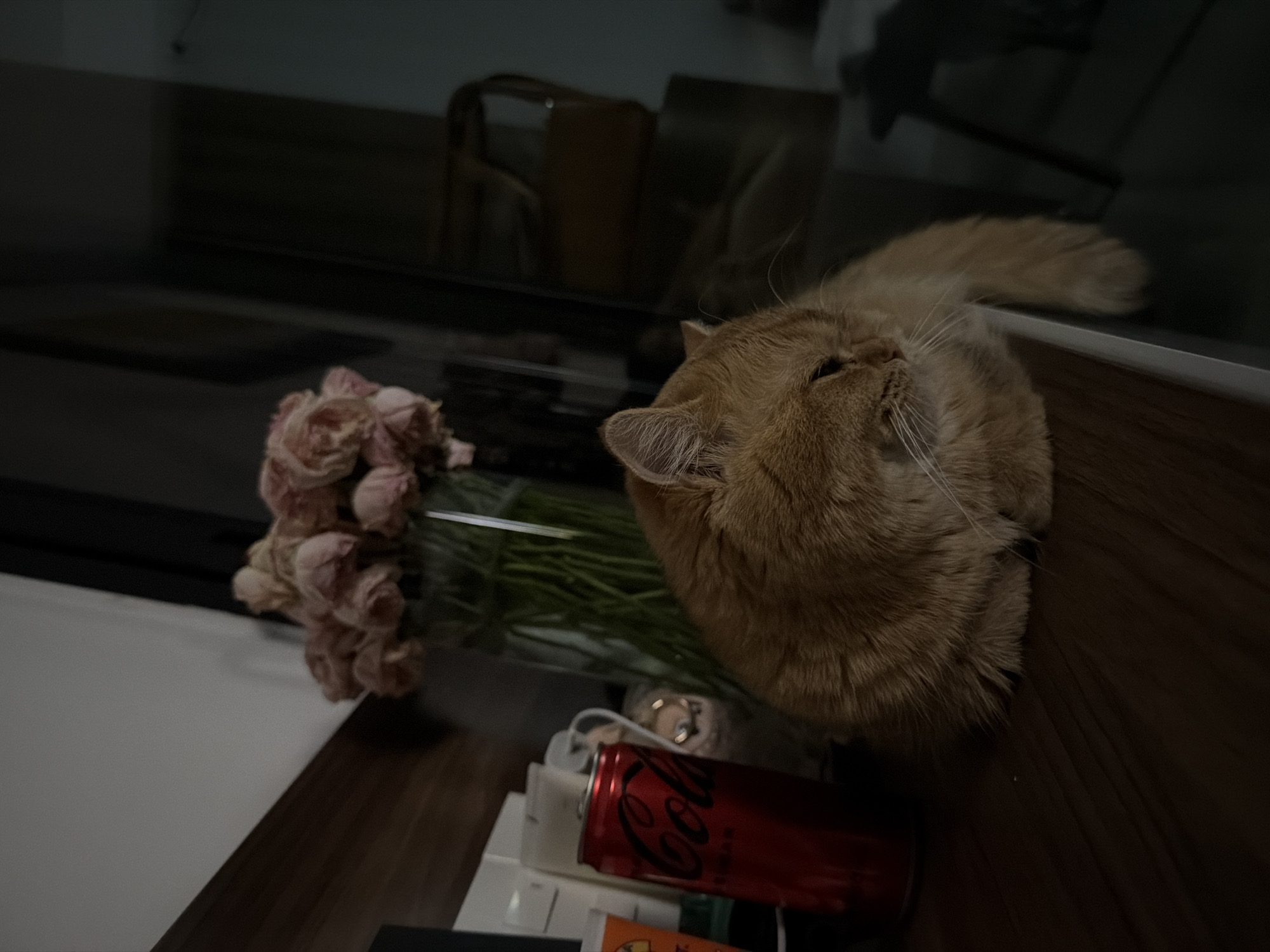 A fluffy, orange cat is curled up on a wooden surface, with its head turned to the right. The cat has long whiskers and its eyes are partially closed. To the left of the cat, there is a red can of Coca-Cola. Behind the cat, a vase filled with dried pink flowers is visible. The background is dark and out of focus, but appears to be an indoor setting, possibly a living room or dining area, with some furniture visible. There is no indication of the specific location in Đà Nẵng, Vietnam, as no recognizable landmarks or cultural elements are present. The scene appears to be a quiet, domestic moment.