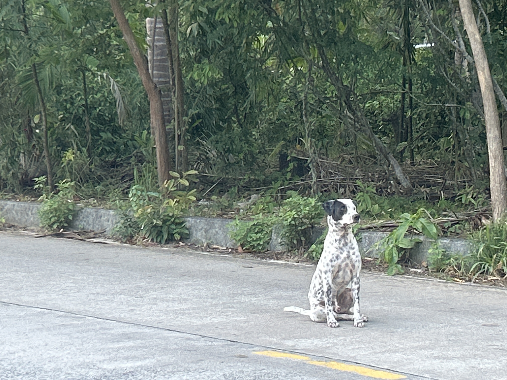 A Dalmatian-mix dog with black spots on a white coat sits on an asphalt road in Ko Pha-ngan District, Thailand. The dog faces to the right, with its head turned to look slightly forward. The road has a yellow painted line on the lower right side. Behind the road is a grey concrete border wall covered with green foliage. Beyond the wall is a dense forest with various trees and undergrowth, bathed in natural daylight. No people are visible in the image.