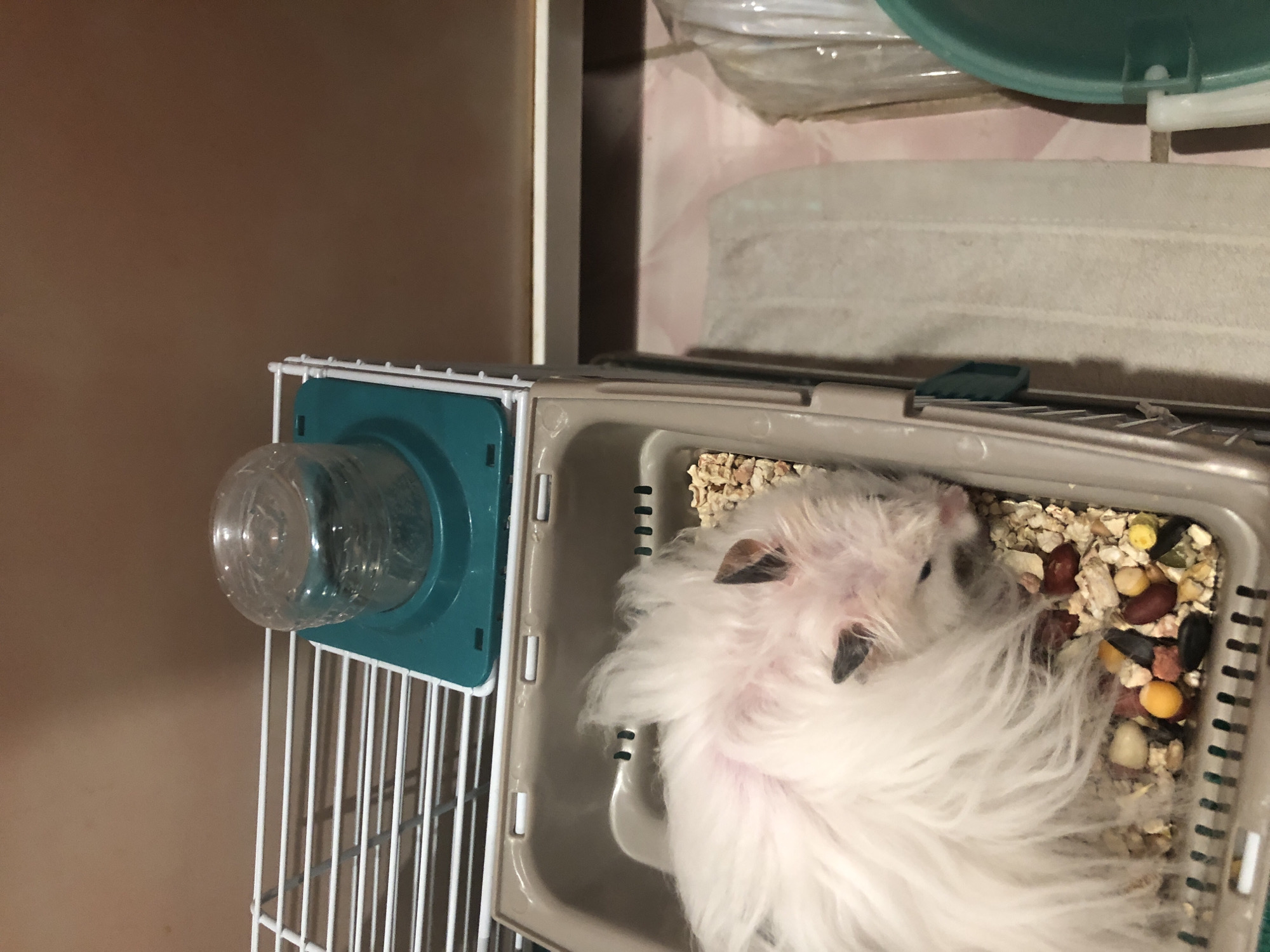 A fluffy white hamster with dark ears and a pink nose rests inside a tan plastic cage filled with wood shavings and scattered kibble. The cage is placed on a white wire rack, and a clear water dispenser with a teal base is attached to the rack. The background consists of a plain, light brown wall. The image was taken in Solikamsk, Russia.