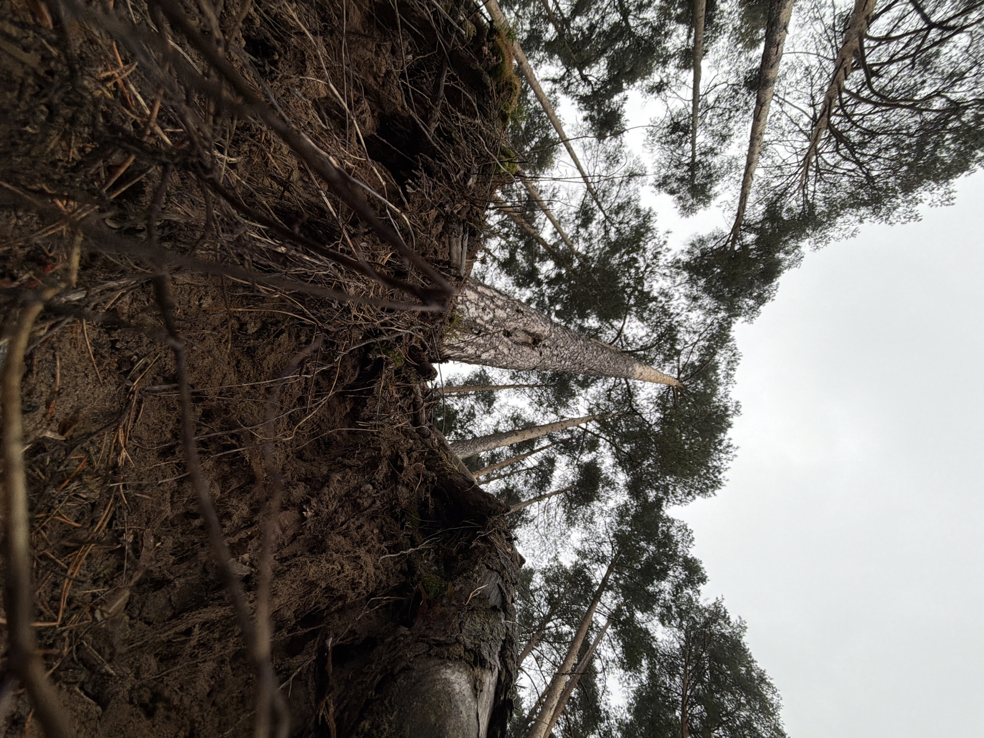 The image shows an upward view into a forest, likely taken on a cloudy day, as the sky is overcast. The vantage point is low to the ground, close to the exposed roots and dirt of an uprooted tree on the left. The roots are intertwined and covered in soil. Several tall, straight trees with dark green foliage are visible, reaching towards the sky. The photo suggests a location in a forest area, possibly near the city of Chaikovsky, Russia, considering the prompt. The image emphasizes the height of the trees and the texture of the forest floor. No people, subjects, objects, actions, or interactions are discernible in this photograph.