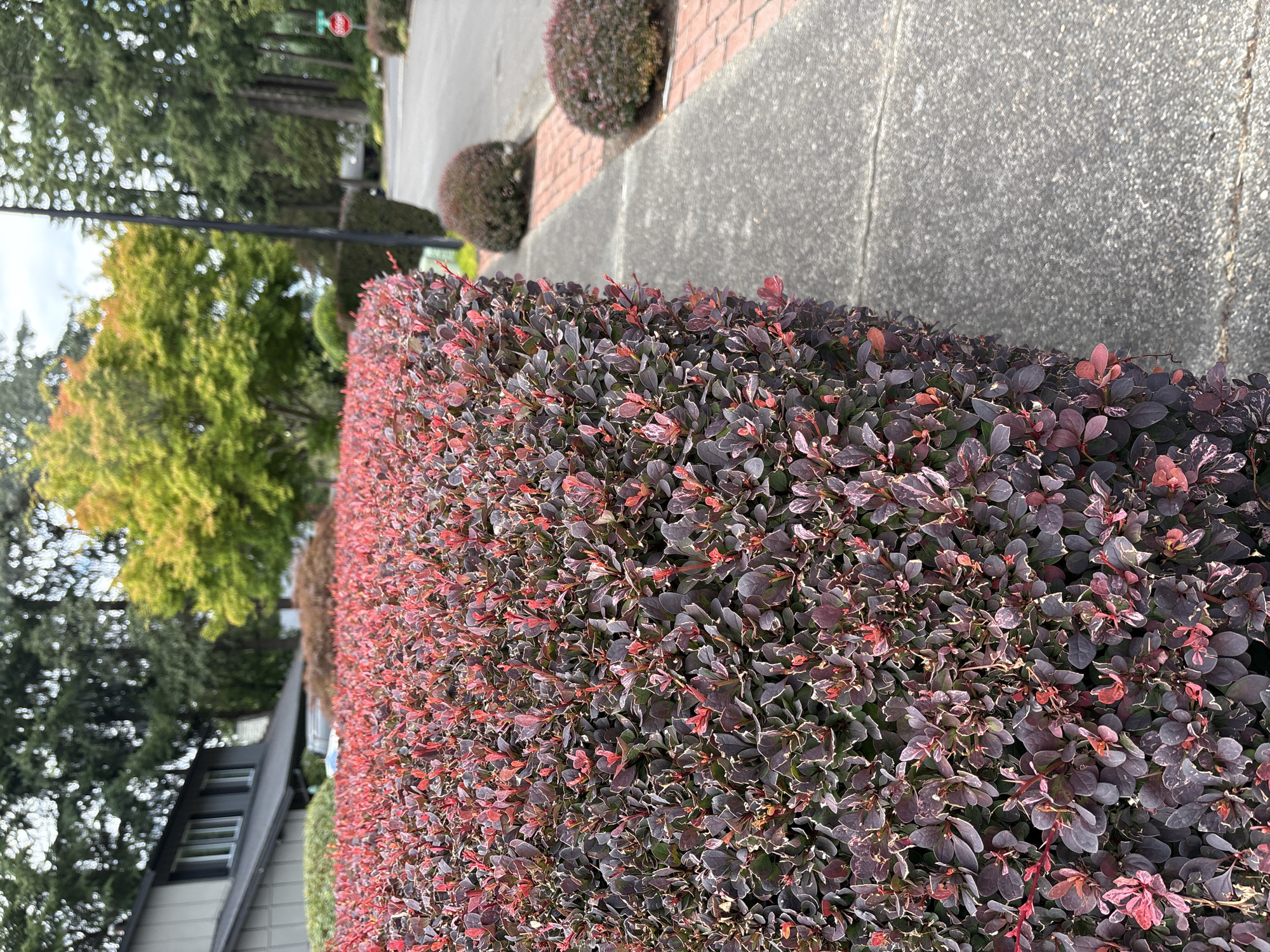 A low-angle, eye-level, medium shot captures a dense, rectangular hedge with dark purple and pink leaves in the foreground. The hedge runs along a textured gray concrete sidewalk, which borders a paved street. Two round, dark purple bushes are visible on the right side of the sidewalk, and a red brick border lines the edge of the sidewalk closer to the street. In the background, a gray house with white-framed windows is partially visible behind the hedge, and beyond that, several deciduous trees display varying shades of green and yellow foliage. Tall evergreen trees are also present, and a black lamppost stands near the street. A red stop sign is visible on the right side of the street. The scene is set in Beaverton, Oregon, United States of America, under an overcast sky.