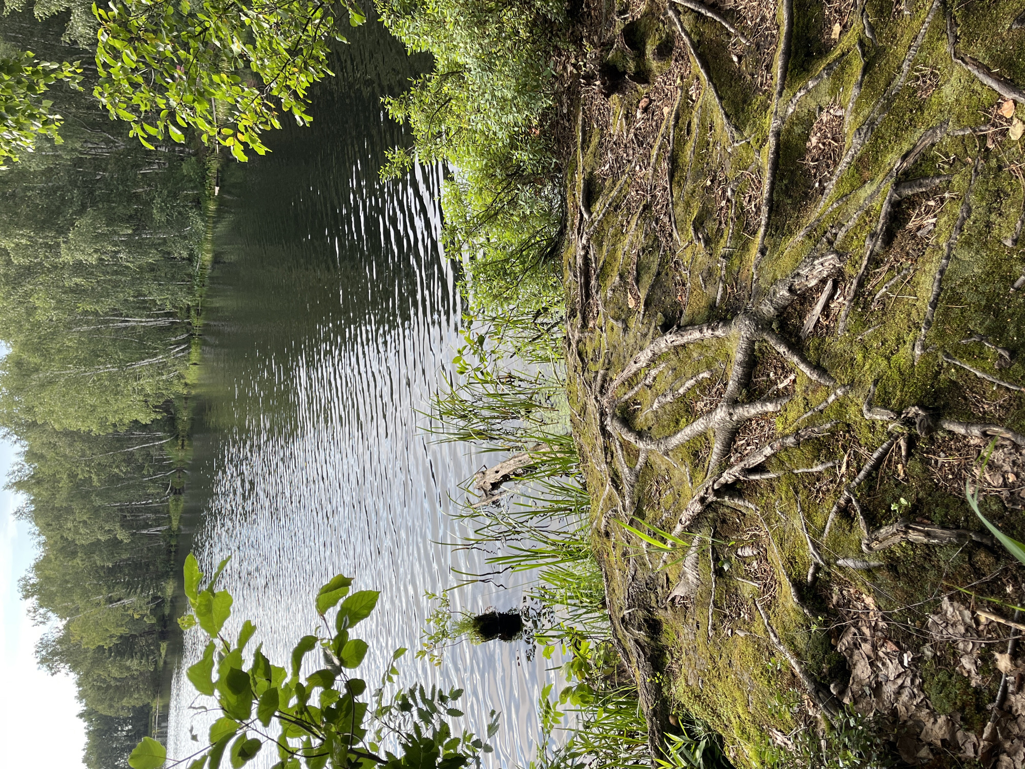 The image depicts a serene natural scene near a body of water, likely a lake, with a dense forest lining its edge. In the foreground, exposed tree roots covered in green moss dominate the landscape, creating an intricate, almost sculptural pattern on the ground. The roots spread across a mossy embankment, interspersed with fallen leaves and pine needles.
The water surface is calm, reflecting the overcast sky and the lush green foliage of the trees. Small waves ripple across the water, suggesting a gentle breeze. Along the water's edge, tall green reeds and grasses grow, some emerging from the water. A partially submerged piece of driftwood adds to the natural, untamed aesthetic.
The background is filled with a thick wall of trees, predominantly deciduous trees with light-colored bark, possibly birch, and some evergreens. The trees form a dense canopy, with their branches reaching towards the sky. The lighting suggests it is daytime, possibly late morning or afternoon, with diffused sunlight filtering through the leaves. There are no people or animals visible in the scene. The overall impression is one of tranquility and untouched nature.
Given that the user specified the location as "Нагорный, Russia", this scene could be representative of the natural landscapes found in or around this area, which is known for its forests and proximity to water bodies.