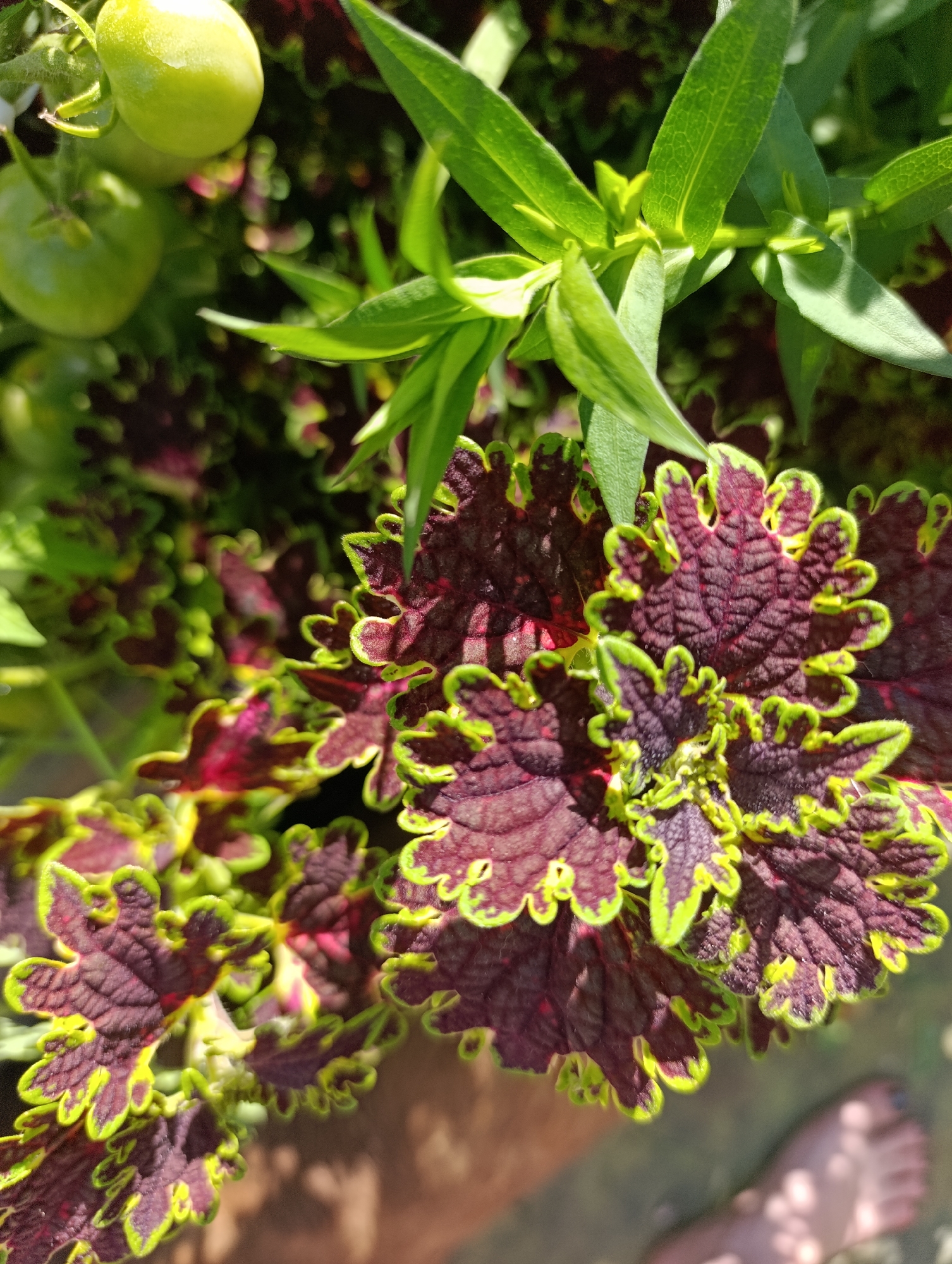 An extreme close-up, high-angle shot captures a vibrant, leafy plant with deep burgundy leaves edged in neon green. The leaves are intricately textured and ruffled, creating a visually striking contrast. In the upper left corner, two small, light green tomatoes are visible, hinting at a possible vegetable garden. The background is blurred, suggesting an outdoor setting. The lower right portion of the image shows the lower half of a person's left foot, with bare toes and visible toenails, resting on a brown surface. The lighting indicates a sunny day, with shadows cast by the leaves and the person's foot. The setting appears to be a garden or patio in Ivanovks, Russia.