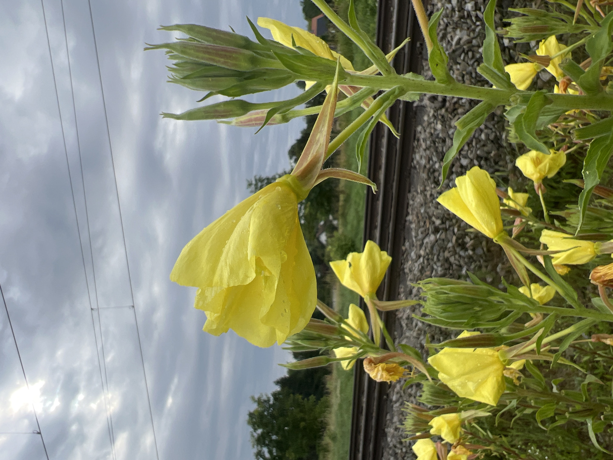 A close-up, eye-level shot captures a cluster of yellow evening primrose flowers in bloom, with visible water droplets on their petals, suggesting recent rain. The flowers are in the foreground, with a main stalk of buds and blossoms dominating the right side of the frame. Behind the flowers, a gravel train track stretches horizontally, bordered by greenery and trees in the background. Overhead, thick, cloudy skies are visible with some sunlight breaking through. The scene appears to be set in an outdoor environment, possibly along the railway line in Moosburg, Germany. No people or animals are present in the image.