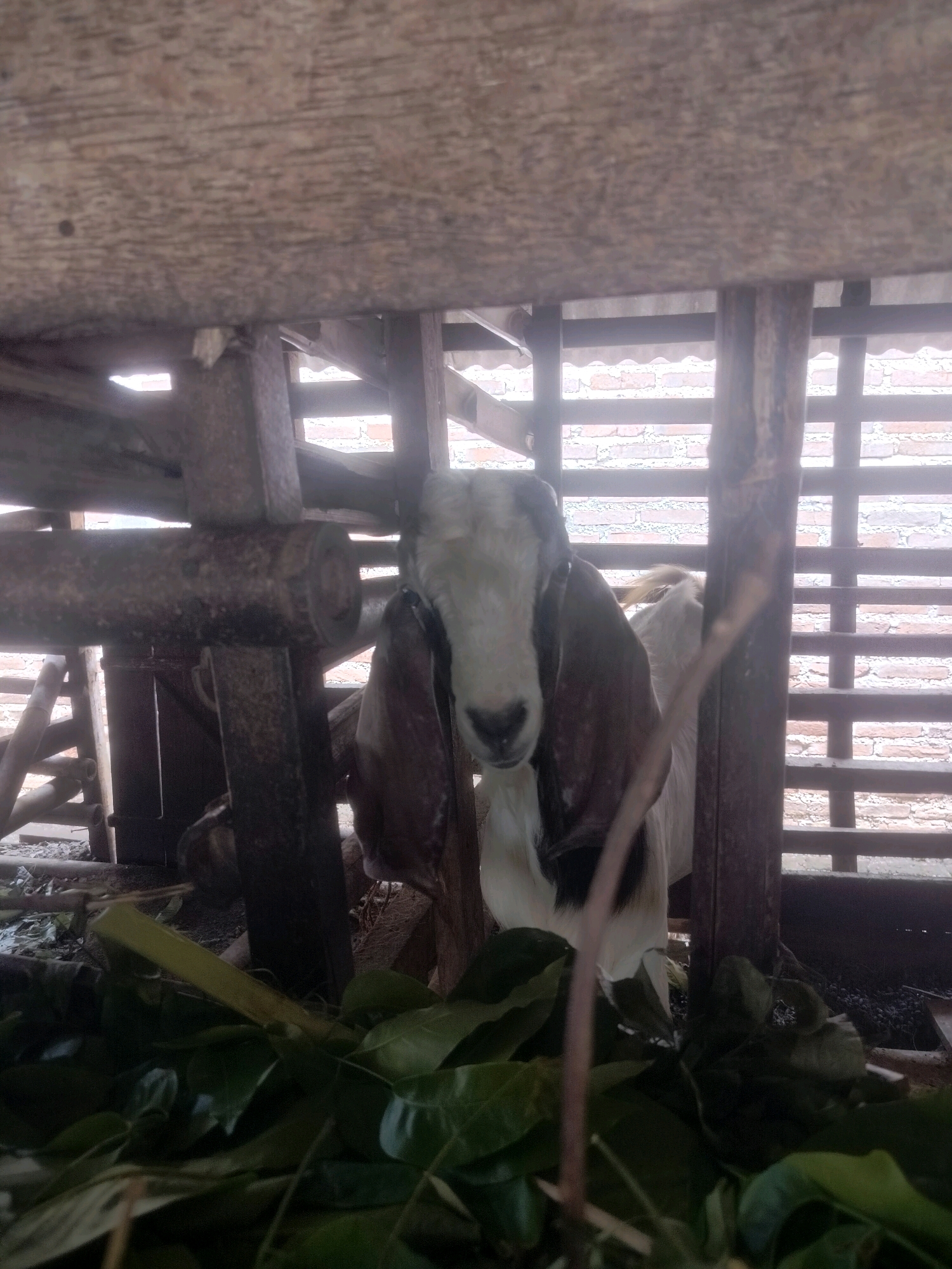 A white goat with large, brown ears stands in an enclosure in Pandansari, Indonesia. The goat is facing forward, with its head lowered slightly. In front of the goat is a pile of green leaves. The enclosure is made of wood and bamboo, and in the background, a brick wall is visible. The lighting suggests it is daytime, with natural light entering the enclosure.