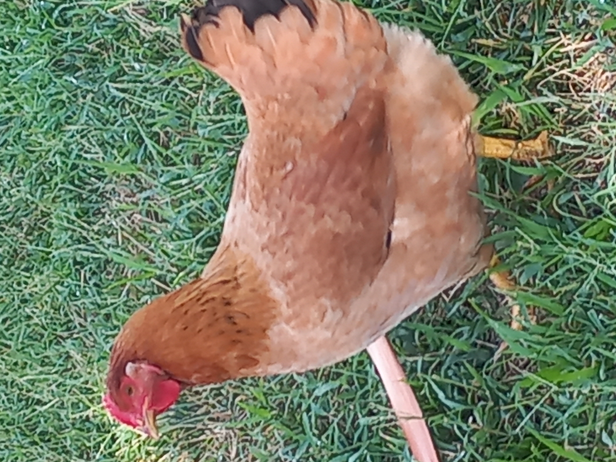 A brown chicken stands on lush green grass. The chicken has a red comb and wattles on its head, and its feathers are a mix of brown and lighter shades. Its tail feathers are dark with black tips. A thin, flat, reddish-pink object, possibly a piece of equipment or vegetation, is visible on the grass to the left of the chicken. The background is entirely filled with the green grass. The scene appears to be outdoors, possibly in a garden or rural setting. There is no indication of the city of Bodrum, Turkey, in the image.