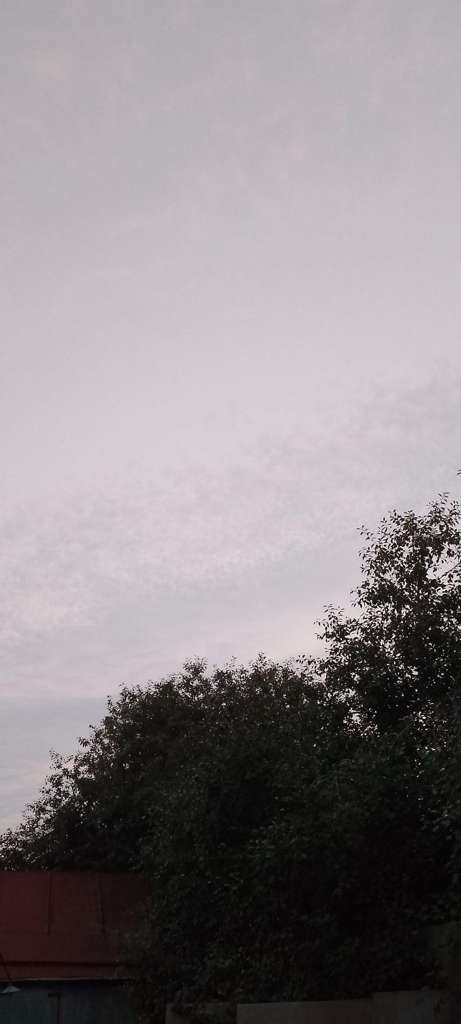 The image is a vertical, low-angle shot of trees and sky, likely taken outdoors in Belgorod, Russia, during twilight or an overcast day. The sky occupies the upper two-thirds of the frame and is a pale, uniform gray with a slight scattering of faint, wispy clouds. The lower third is dominated by the dark, dense foliage of trees, which appear lush and green, though their details are obscured by shadow. Along the bottom edge of the image, a sliver of a rustic, reddish-brown roof is visible, suggesting the presence of a building or structure beneath the trees. The lighting is dim and diffused, contributing to a somber or peaceful atmosphere. No people, animals, or explicit actions are depicted.