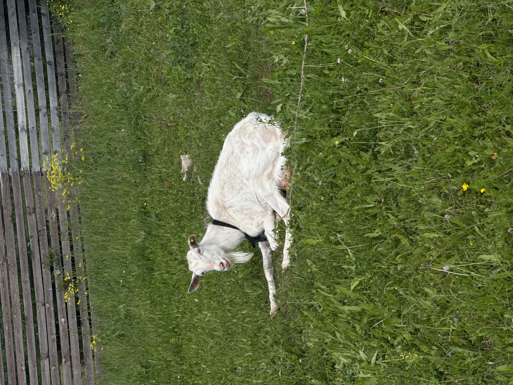 A white goat with a black collar is lying down in a grassy field. The goat is facing to the left and looking towards the camera. In the background, there is a wooden fence and some yellow flowers. The scene appears to be in a rural or semi-rural area, potentially in the village of Pastukhovo, Russia, given the context. The grass is green and appears to be cut at various lengths, with some weeds and small flowers interspersed. The goat is resting comfortably on the ground, with its legs tucked underneath it.