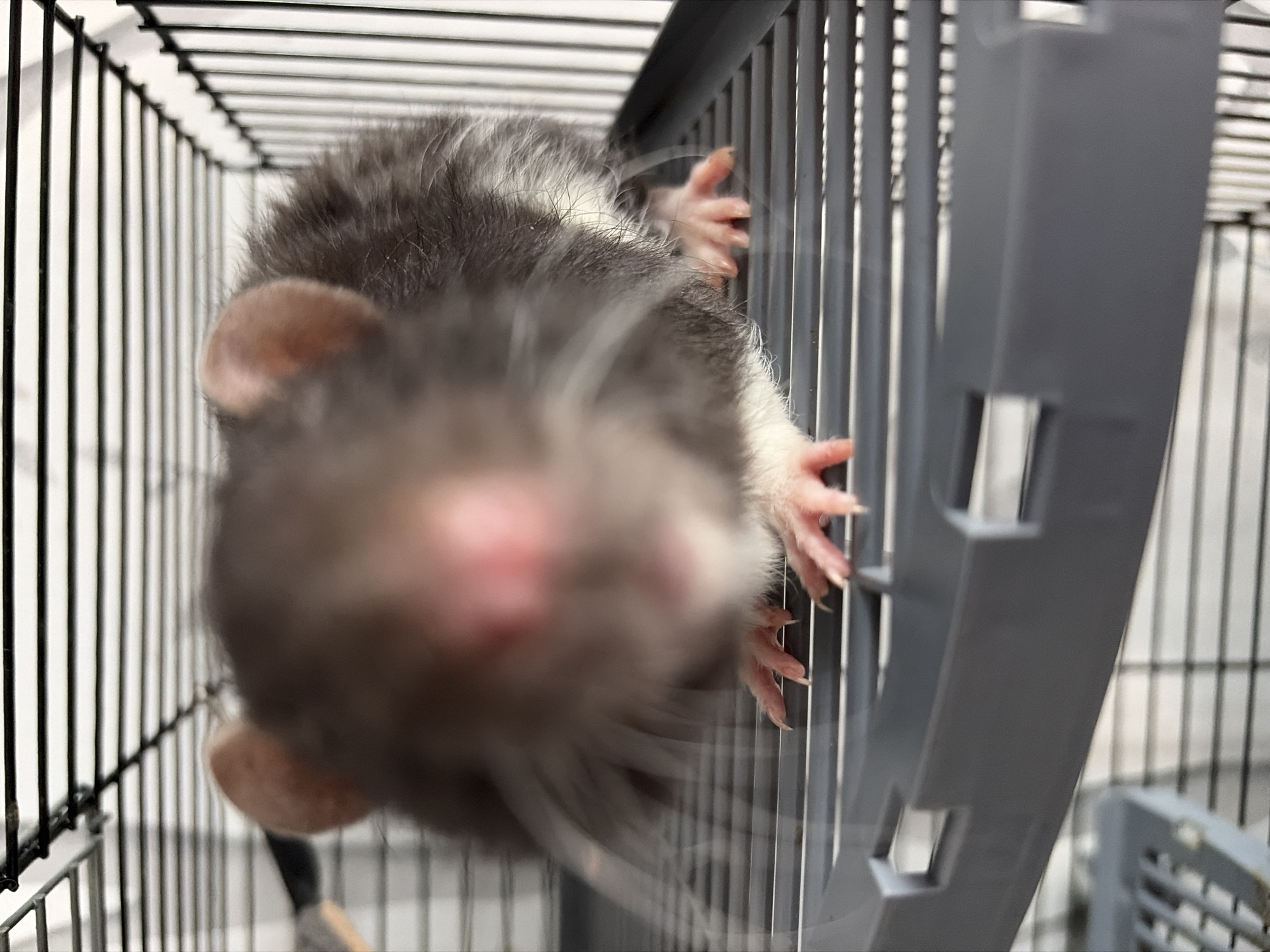A close-up, high-angle shot captures a domestic rat climbing the bars of its cage. The rat, with its back to the camera, has mottled grey and white fur, and is holding onto the black vertical cage bars with its front paws, which have visible long claws. Its head is turned towards the camera, with its face blurred due to proximity or movement, showing only hints of its pink nose and small, round ears. On the right side of the image, a grey plastic platform or ramp is visible within the cage. The background consists of more cage bars and a white wall or surface. The overall impression is one of a curious and active pet rat interacting with its enclosure or the camera. No text is visible.