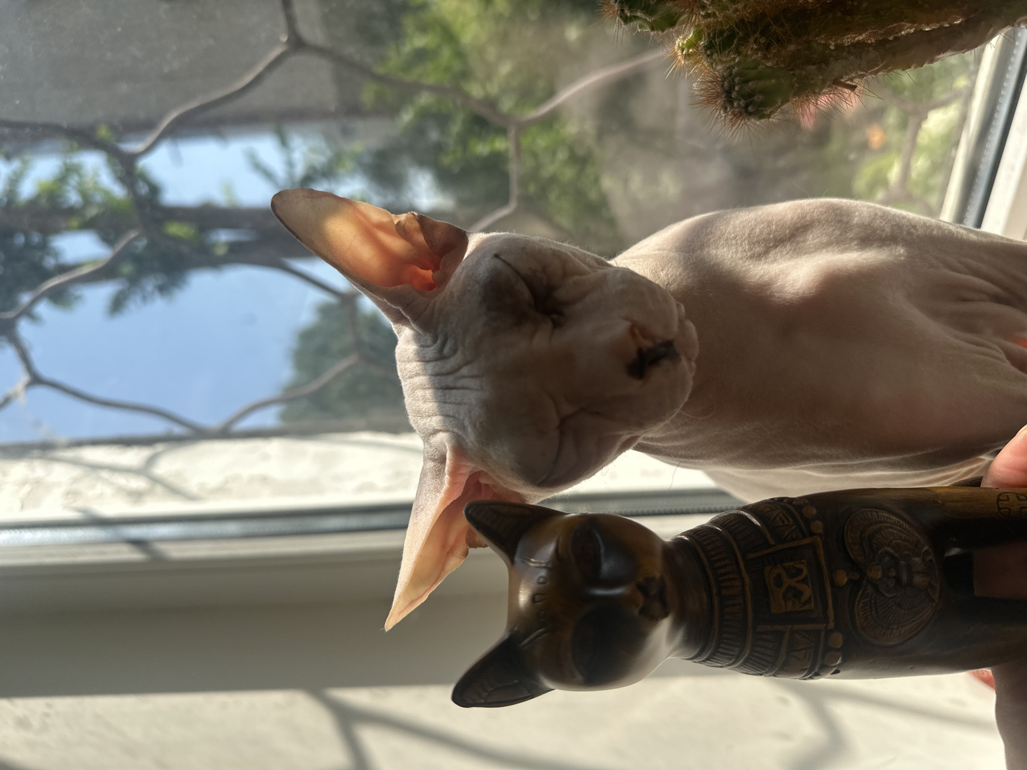 The image shows a Sphynx cat sitting next to a statue of a cat on a windowsill. The Sphynx cat is light-skinned and has large ears, with its eyes closed. The statue is dark-colored and appears to be made of wood, with intricate carvings on its body. A cactus is also visible to the right of the cat. The windowsill is next to a window that looks out onto trees and a blue sky. There is a wire mesh pattern visible on the window, casting a shadow on the scene. The image does not contain any identifiable landmarks or features that would indicate its location in Togliatti, Russia.