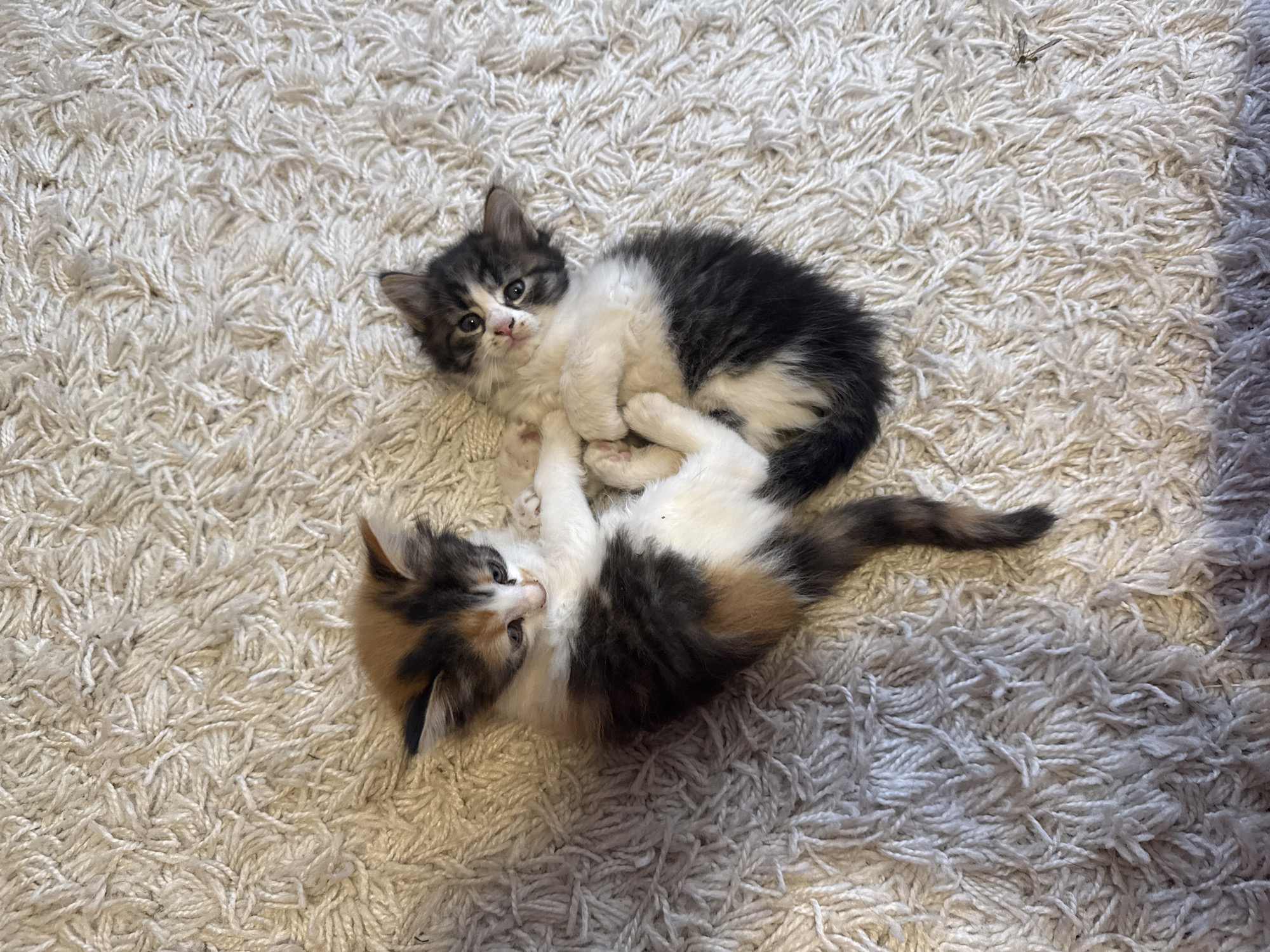 Two kittens are lying on a textured, cream-colored rug. The kitten on the left has calico coloring with patches of orange, black, and white fur. Its body is curled, and it appears to be resting its head on its paws. The kitten on the right has grey and white fur, with a fluffy appearance. It is also curled up, with its paws tucked in. The two kittens are positioned close together, almost touching, on the rug. The rug has a thick pile with visible threads. The overall scene is one of domestic comfort. The image was taken indoors. No specific location in Busmantsi, Bulgaria, can be identified from the image.