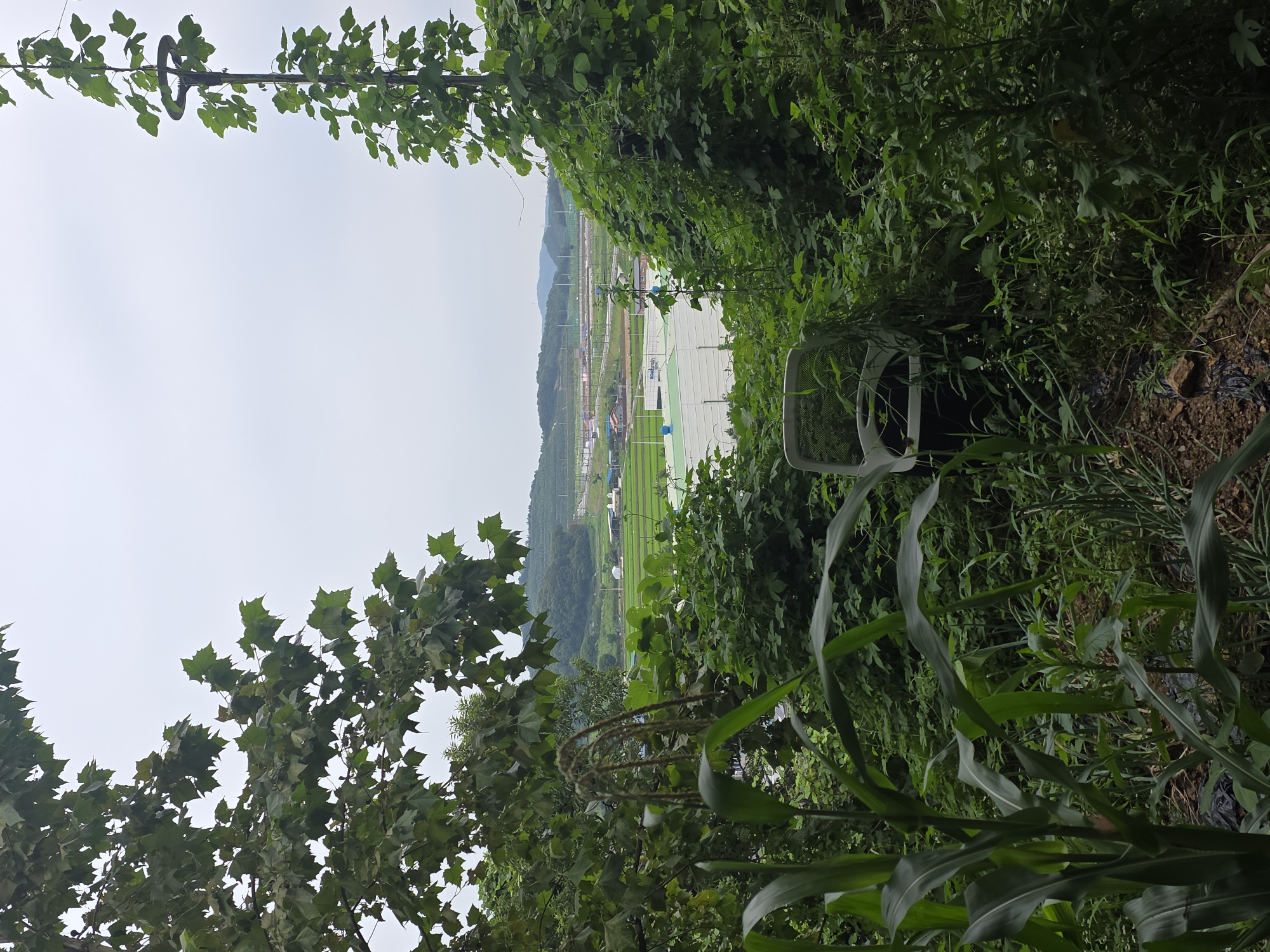 An outdoor, medium-shot image captures a view overlooking a landscape from a densely vegetated area. In the foreground, lush green foliage, including corn stalks, dominates the left side of the frame. Partially obscured by the vegetation, an office chair with a white mesh back and black seat sits on the ground, positioned in the center-right foreground.
Beyond the immediate greenery, the scene opens up to a wide vista. A large, white-roofed industrial building with a blue logo that reads "soubrein" is visible. Surrounding the building are various structures, including what appear to be sports fields or courts with white lines and a turquoise surface. In the distance, rolling hills covered in trees and fields stretch towards a hazy horizon under an overcast sky. Roads and smaller buildings are scattered throughout the midground. The overall impression is a blend of nature reclaiming abandoned or undeveloped spaces within an industrial or agricultural setting.