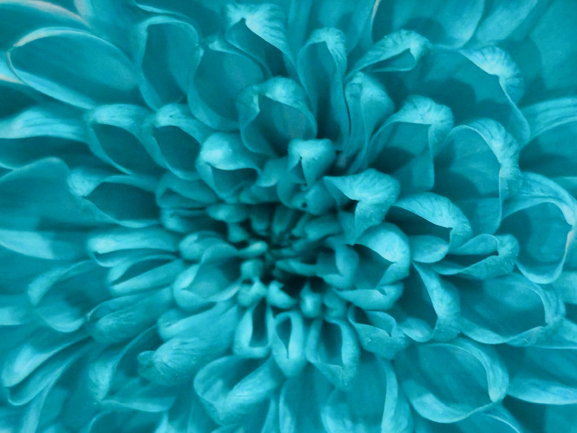 The image is a close-up, abstract photograph of teal-colored flower petals. The petals are layered and curved, creating a sense of depth and texture. The lighting highlights the contours of the petals, with some areas appearing brighter and others in shadow. The focus is entirely on the intricate patterns formed by the petals, with no discernible background elements. The image does not contain any elements that would allow for the identification of a specific location in Karachayevsk, Russia, or any details about people, actions, or interactions.