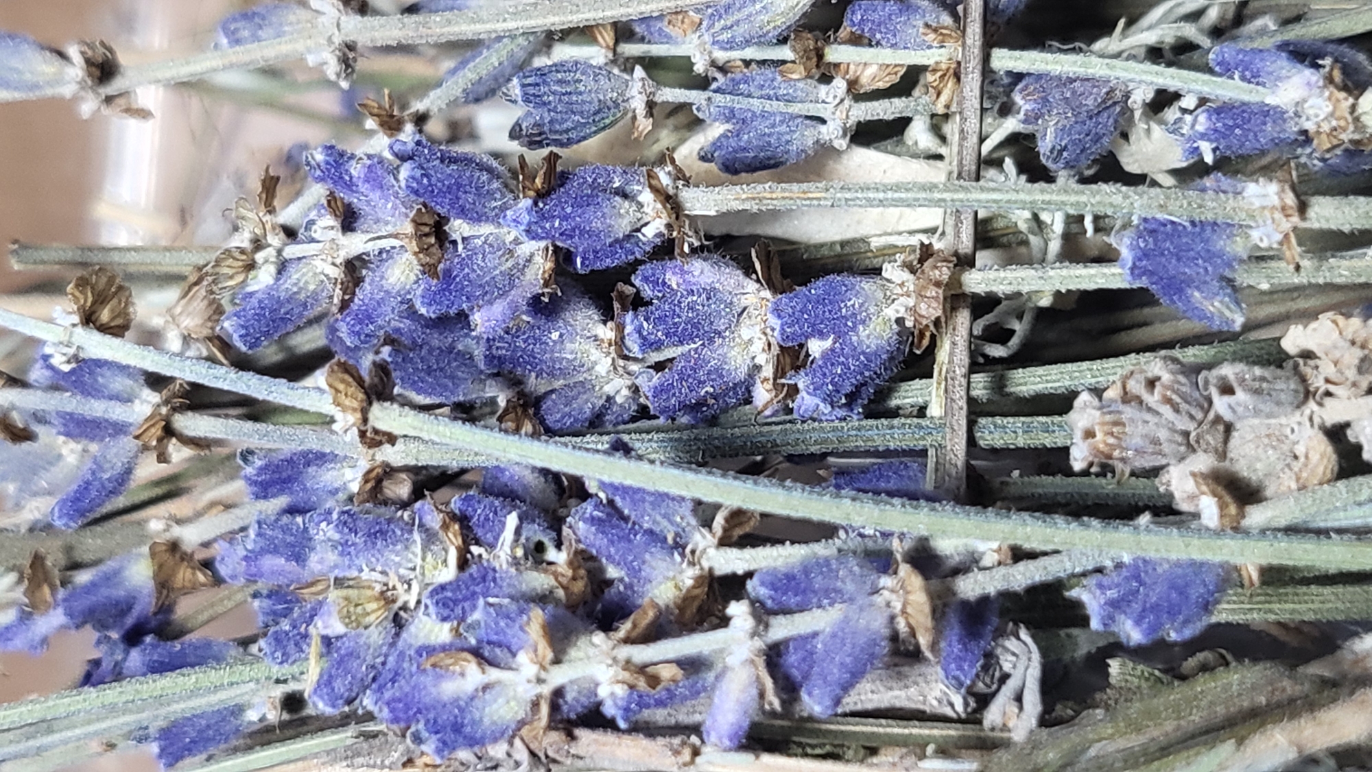 The image is a close-up, vertical, full-shot photograph of dried lavender flowers and stems. The lavender is arranged in a dense cluster, with the purple flowers appearing faded and dry, and some brown, papery calyxes visible. The stems are thin and green, with some appearing a lighter, almost greyish-green. The lighting is natural and somewhat diffused, creating soft shadows and highlighting the textures of the dried plant material. The background is out of focus and appears to be a light brown, textured surface. There is no indication of a specific location in Novocheboksarsk, Russia, or any other geographical context. The image focuses solely on the botanical subject matter.