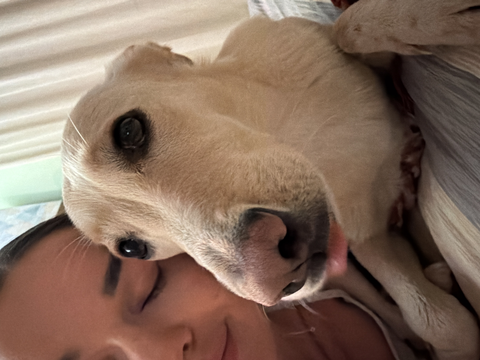 A close-up shot shows a light-colored dog lying on or near a person's face. The person's face is visible in the lower left corner, with closed eyes and a slight smile. The dog's face dominates the image, with its nose and one eye clearly visible. The background consists of bedding with stripes. There are no identifying features in the image to suggest a location in Krasnoyarsk, Russia.