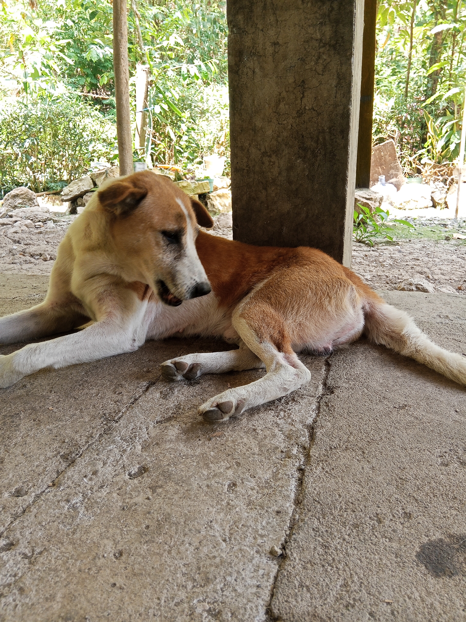 A medium-sized dog with light brown and white fur is lying down on a concrete surface outdoors. The dog is positioned on its left side, with its head turned to the left and its mouth slightly open. Its front legs are extended forward, and its hind legs are tucked underneath its body. The dog's fur is short and appears somewhat matted in places. The concrete surface is cracked and worn, with some debris scattered on it.
In the background, there is lush green vegetation, including trees and bushes, suggesting a tropical or subtropical environment. A large, rough concrete pillar stands to the right of the dog, casting a shadow on the ground. Behind the pillar and vegetation, there are glimpses of what appear to be scattered rocks and possibly some man-made structures. The overall impression is of an outdoor area, possibly a yard or a rural setting, with a rustic and unkempt appearance. The image does not provide any specific details to place it within the city of Makale, Indonesia.