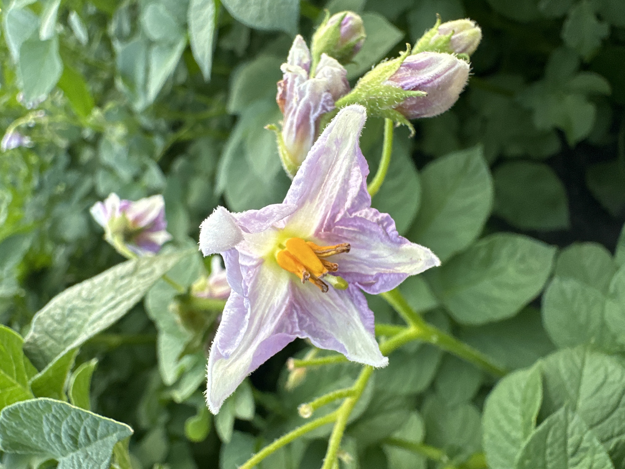 A close-up, eye-level shot captures a delicate, star-shaped purple and white potato flower in bloom, set against a backdrop of lush green leaves. The flower's petals are edged with fine white fuzz, and its center boasts vibrant orange stamens. Several unopened flower buds, also tinged with purple and white, cluster around the main bloom, some appearing wilted or partially opened. The surrounding foliage is a rich green, with some leaves showing a slightly fuzzy texture, indicative of a plant in healthy growth. The lighting suggests an outdoor environment, possibly a garden or field, under natural daylight. The image is sharpest on the main flower and buds, with the background leaves softly blurred.