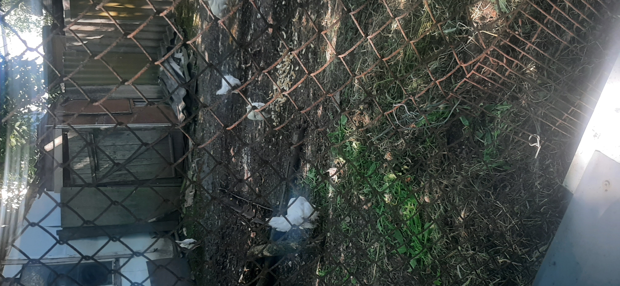 A rural scene in Yessentukskaya, Russia, is depicted behind a rusted chain-link fence. Several white chickens are present on the muddy ground, some are foraging for food while others are stationary. A dilapidated wooden structure, possibly a shed or outbuilding, is visible in the background. The ground is covered in dry grass, dirt, and some sparse green vegetation. The overall impression is one of disrepair and neglect.
