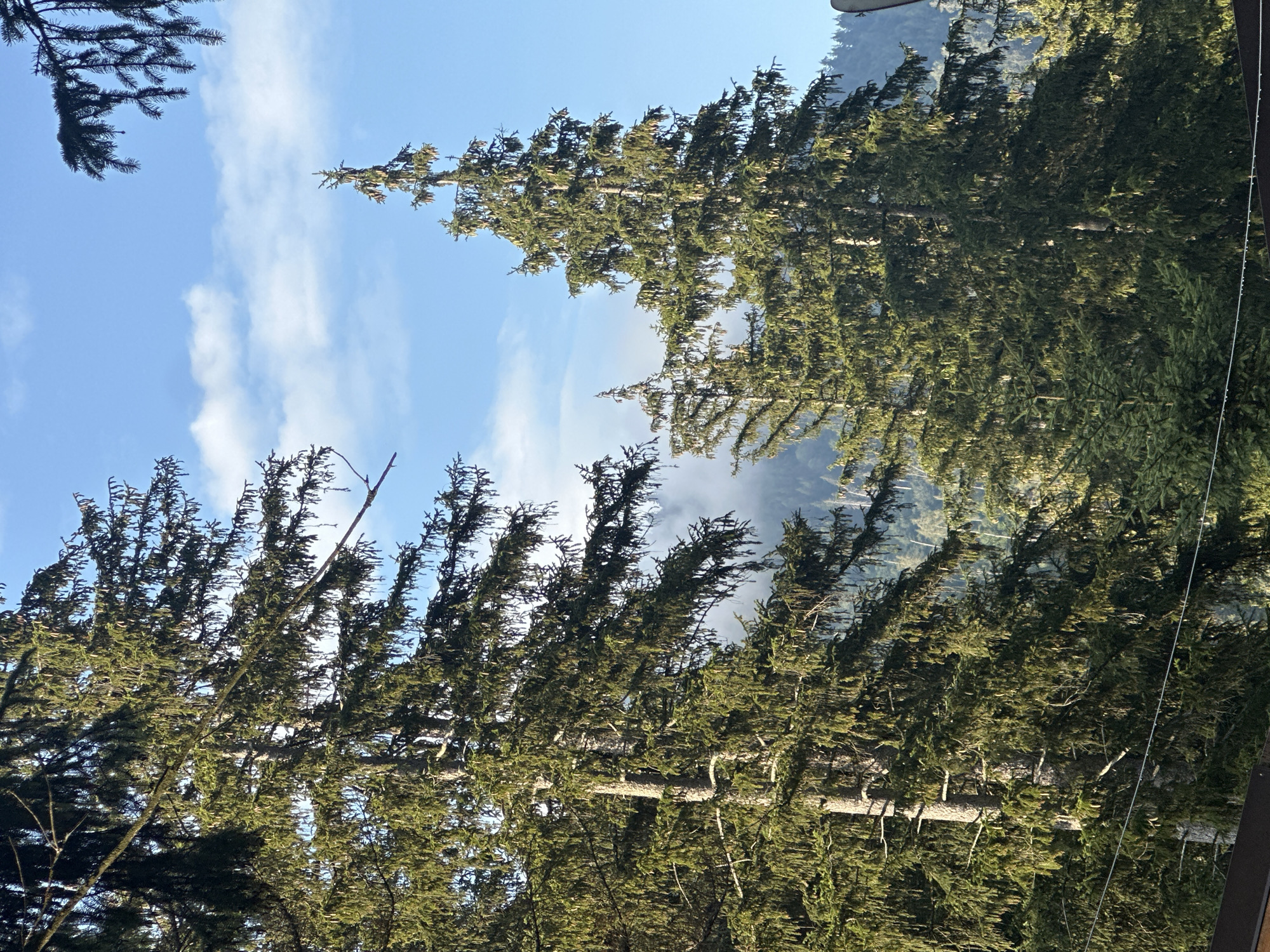 The image shows a view of coniferous trees against a sky with scattered clouds. In the foreground, a large evergreen tree with dense needles dominates the left side of the frame. To the right, another tall evergreen tree is visible, with some mist or fog obscuring the distant mountainous landscape behind it. The sky is a clear blue with wispy white clouds. There are no people or animals visible in the image. The environment appears to be a natural, possibly mountainous, area. The location in the city of Borno, Italy, is not discernible from the visual information provided in the image.