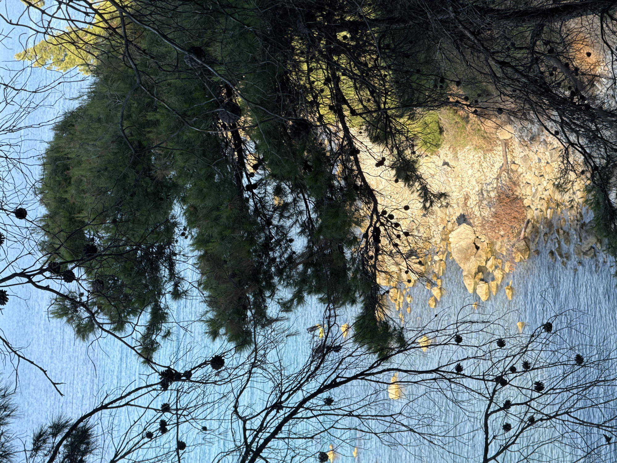 A view from a rocky shoreline looking out towards the ocean, framed by pine trees. The water is a clear blue, with small waves gently lapping against the shore. Scattered along the rocky beach are several large, light-colored boulders. In the distance, two people are visible in the water. One is on a yellow stand-up paddleboard, and the other is submerged, appearing to be snorkeling. The pine trees in the foreground have branches laden with pinecones and cast shadows on the scene. The light suggests it is late afternoon or early morning. This scene is likely located along the coast of the Kassandra Municipal Unit in Greece.