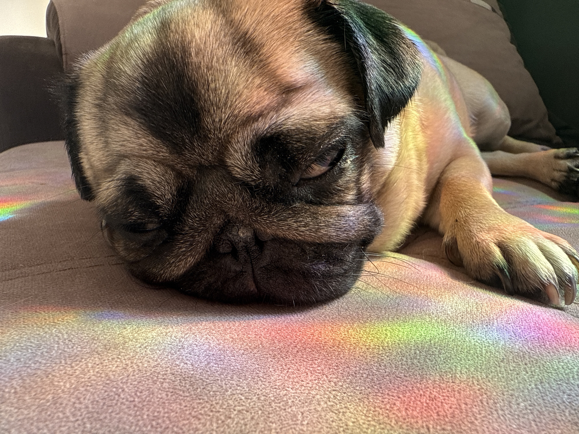 A pug is resting on a beige couch, possibly indoors. A rainbow light effect is visible on the couch around the dog. The pug appears to be either sleeping or very relaxed. The dog's fur is a mix of tan and black colors. A pillow of similar beige color is visible behind the pug. The location is unknown.
