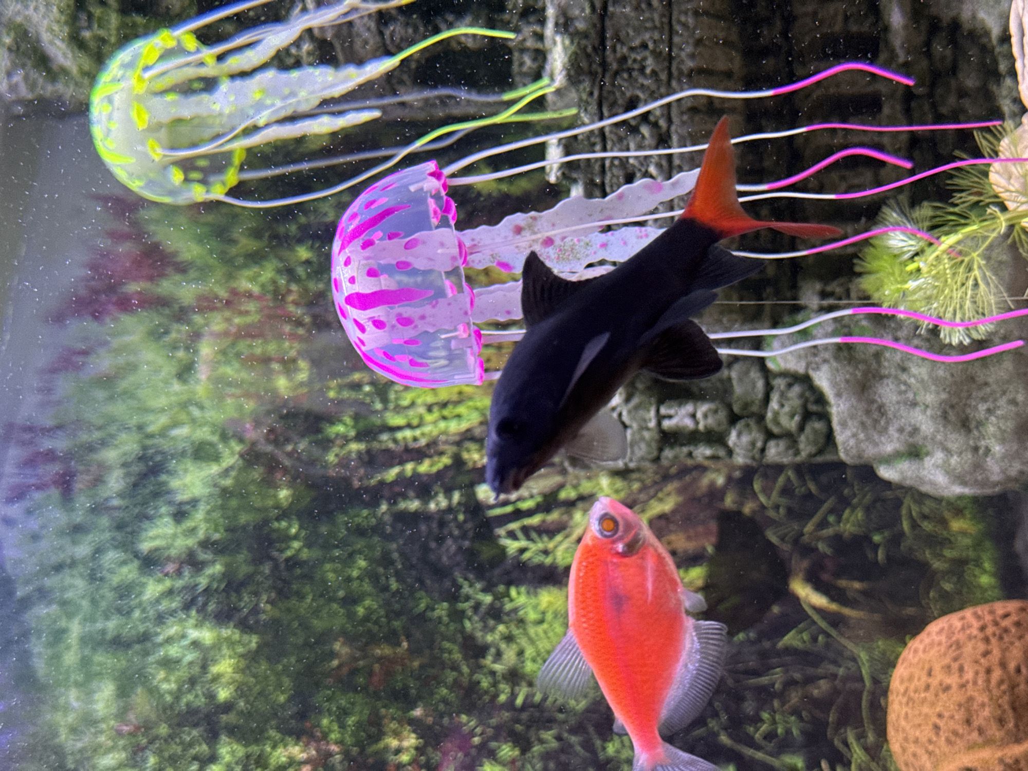 The image shows an aquarium. Two artificial jellyfish, one yellow and one pink, float near the top. A red-tailed black shark is positioned between the jellyfish. An orange GloFish tetra is located towards the bottom of the frame. The background features artificial plants and rock formations. The location is unknown.