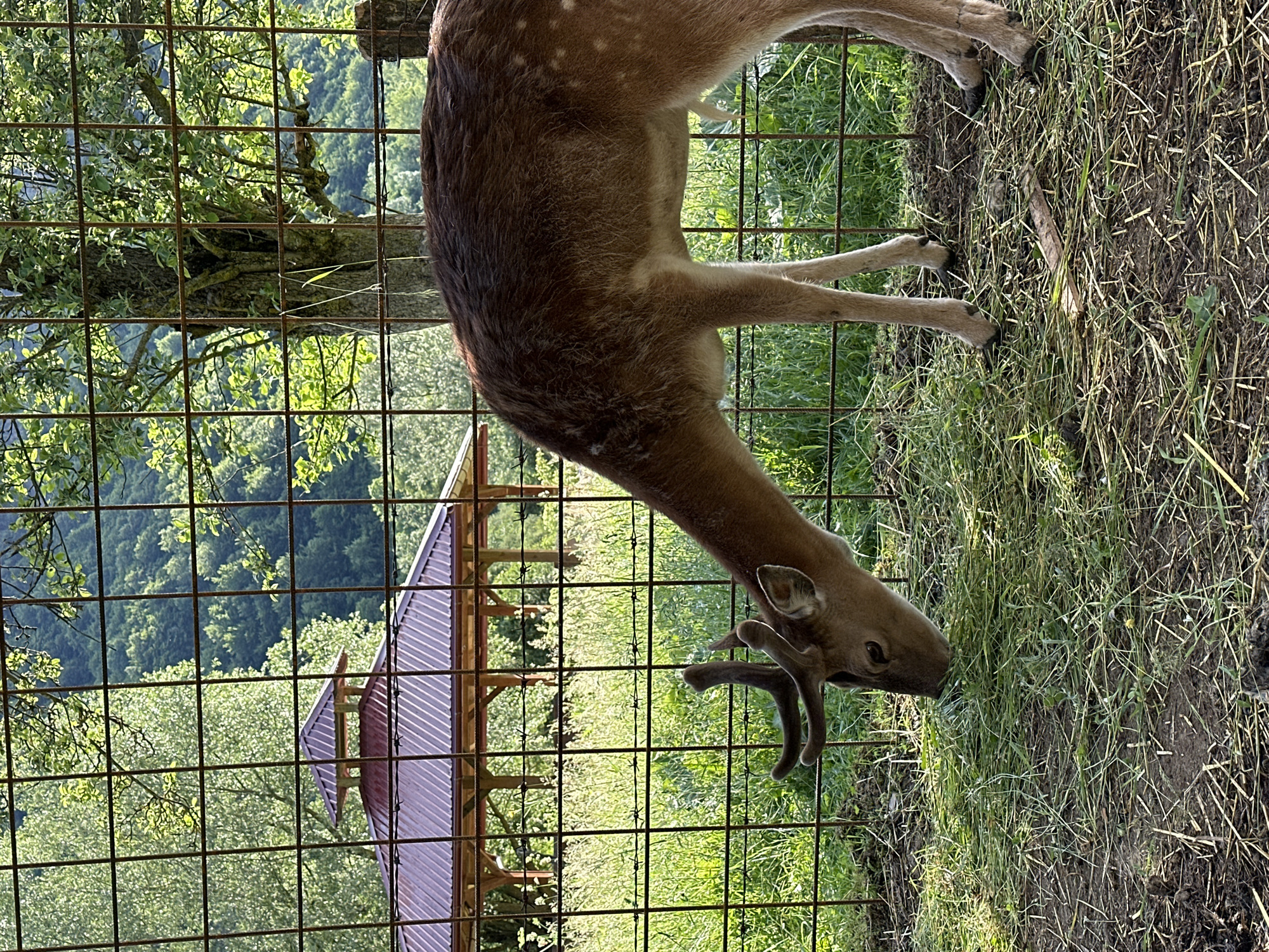 In Gusinje, Montenegro, a dappled deer with small antlers grazes on a pile of cut grass within a fenced enclosure. The enclosure is made of a rustic metal fence with some barbed wire strands. Behind the deer, a wooden gazebo with a tiered, reddish-brown roof is visible, set against a backdrop of lush green trees and a hillside. The scene is illuminated by natural sunlight, casting shadows on the ground.