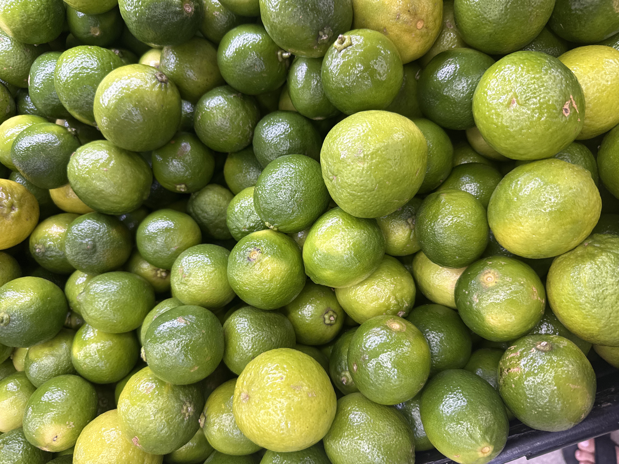 A high-angle, full-frame shot shows a pile of fresh limes in a black plastic crate. The limes are predominantly green, with some showing yellow undertones, indicating varying degrees of ripeness. Their surfaces are textured and slightly glossy. The crate appears to be in an outdoor market setting, with a blurred background that suggests a bustling environment. The specific location in Arraial Do Cabo, Brazil, cannot be determined from the visual information provided. No people or specific actions are visible, and the focus is entirely on the fruit.