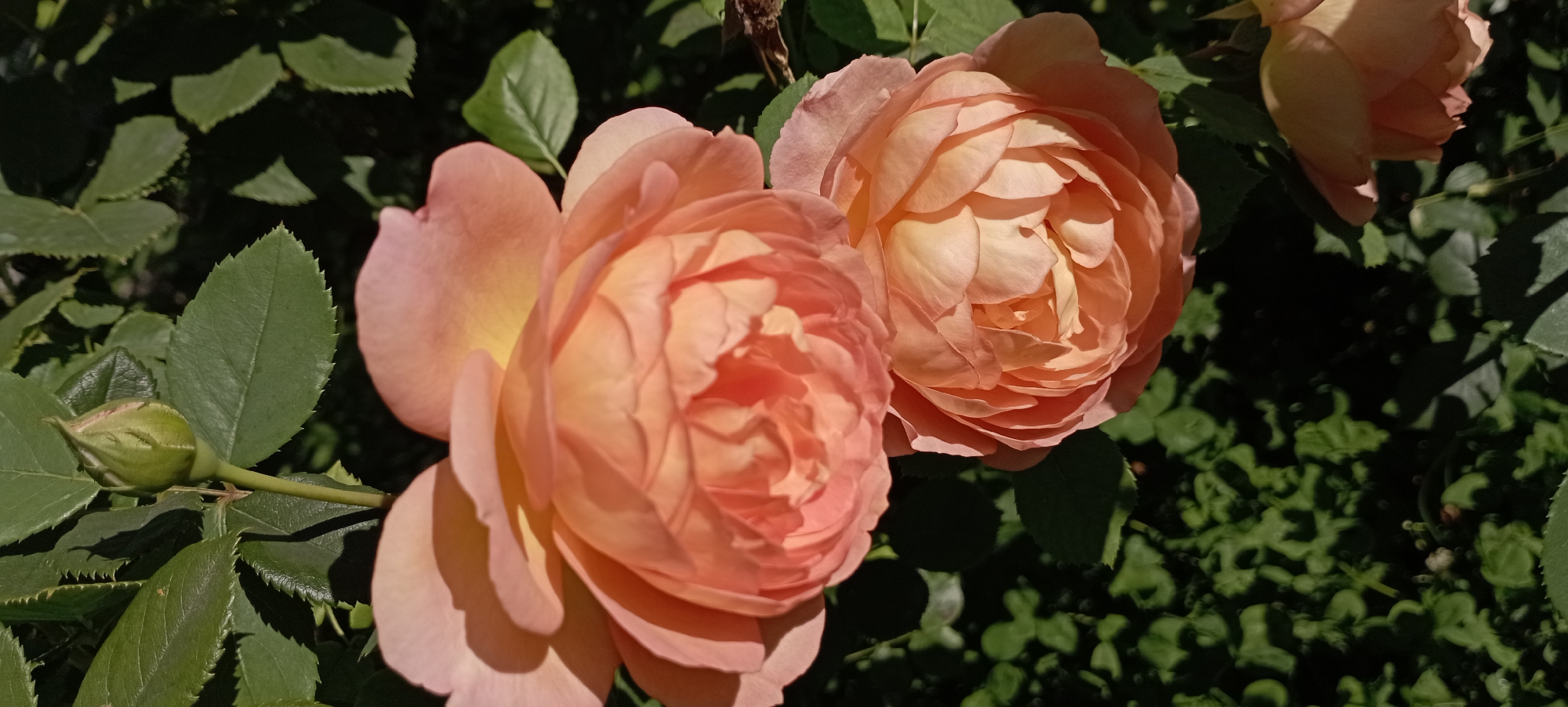This is a close-up photograph of two peachy-orange roses and a rose bud against a backdrop of dark green foliage. The roses have many delicate petals, and the bud is tightly closed. The sunlight casts shadows on the petals and leaves. The scene is outdoors, with dense greenery suggesting a garden or park. The location of this photograph is stated to be in Radisne, Ukraine. There are no people or animals visible in the image, and the overall impression is one of natural beauty and tranquility.