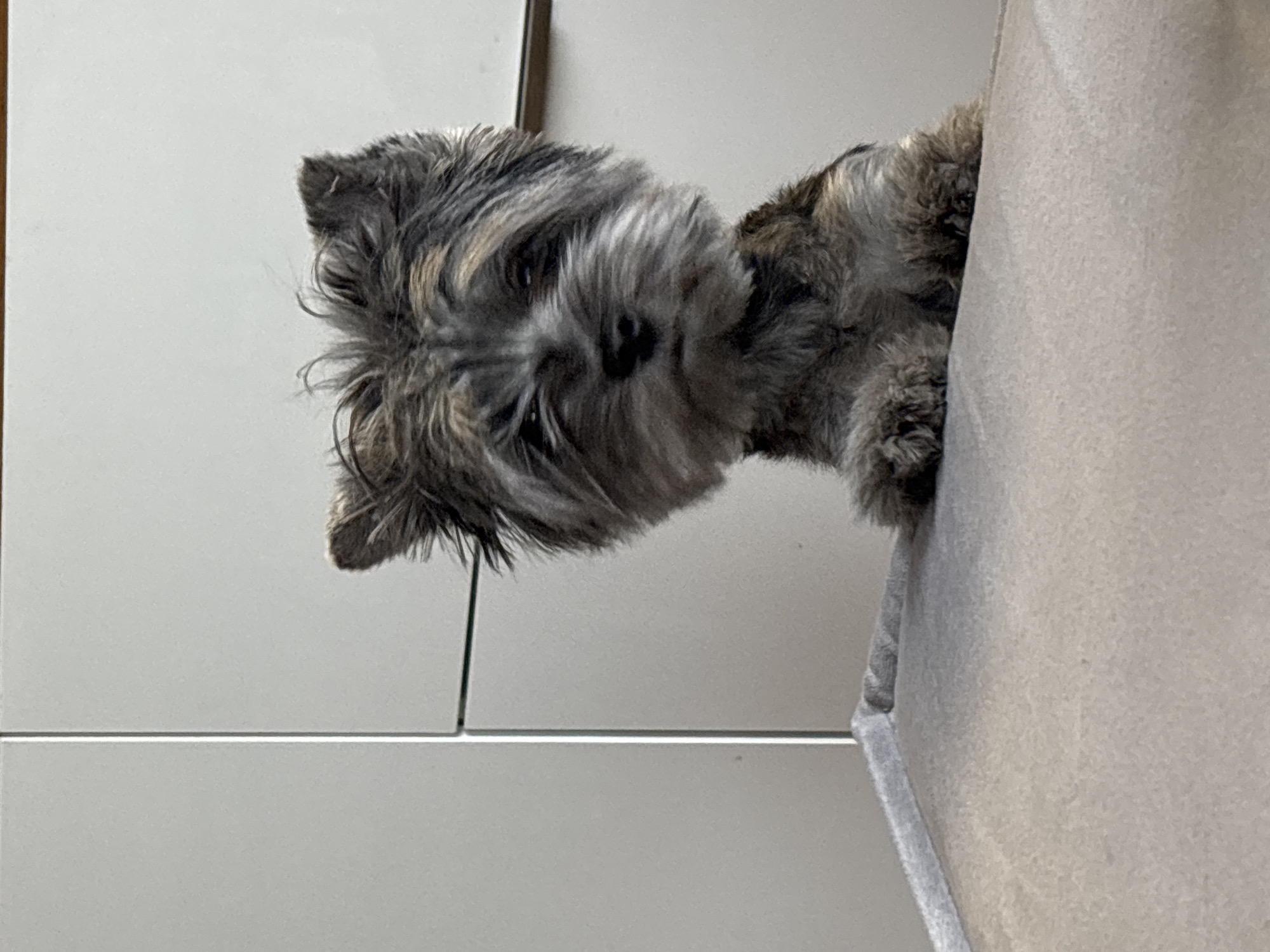 A grey and tan terrier-type dog is looking down and to the left. It appears to be partially inside of a container of some type, perhaps a box or bag, made of light grey fabric. The background is a plain, white surface with thin, dark seams indicating it is made of multiple panels. The location is not identifiable as Chaikovsky, Russia based on the visual content.