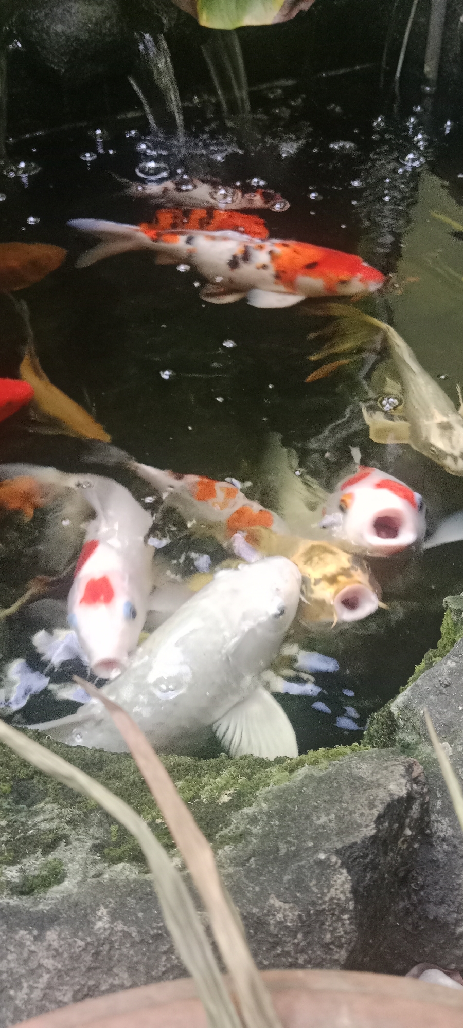 A close-up, vertical, eye-level shot captures a group of koi fish swimming in a pond. The water is dark and murky, with some lighter patches indicating sunlight filtering through. Bubbles are visible on the surface of the water, suggesting movement or aeration. Several koi are clearly visible. One large white koi is in the foreground, its mouth open as if to feed. To its left and slightly behind is another white koi with a red marking on its head and blue eyes, also with its mouth agape. To the right of the white koi and behind it, a golden koi is visible, its mouth open. In the background, a larger koi with orange, white, and black markings swims horizontally. A red object, possibly another fish or debris, is visible on the far left. The pond appears to be lined with mossy rocks, some of which are in the foreground and to the right, providing a textured border. The overall impression is of a dynamic aquatic environment with multiple fish actively interacting near the surface. The image does not provide any information about the city of Maguwoharjo, Indonesia.