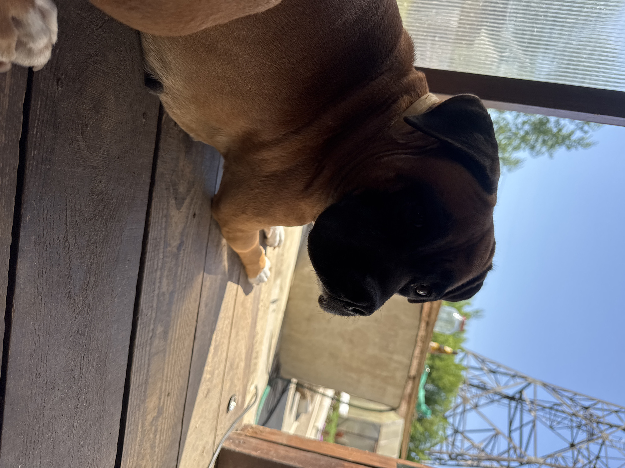 A brown Boxer dog lies on a weathered wooden surface. The dog has a dark muzzle and a light-colored collar. Its paws are visible, resting on the wood. The location appears to be outdoors, possibly a porch or deck. In the background, there is a view of trees, a blue sky, and a blurred structure that resembles a bridge or metal framework. Considering the stated location of Chaikovsky, Russia, the structure could be a bridge over the Kama River. The scene is captured with a tilted perspective.