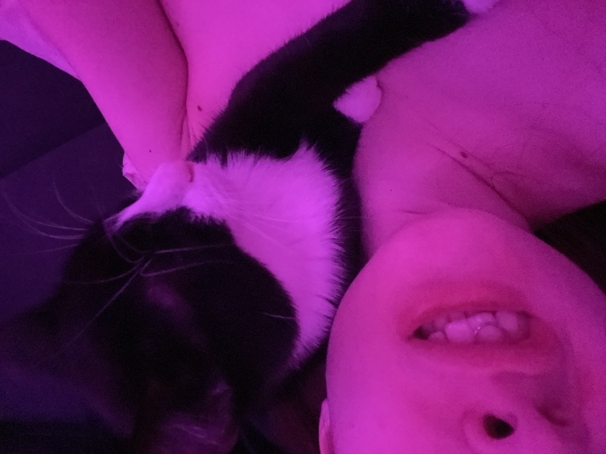A person with light skin is lying down next to a black and white cat. The person's face is partially visible, showing teeth and a nostril. The cat is lying near the person's shoulder. The scene is illuminated by a pink/purple light. No location in Saint Petersburg, Russia, is identifiable.