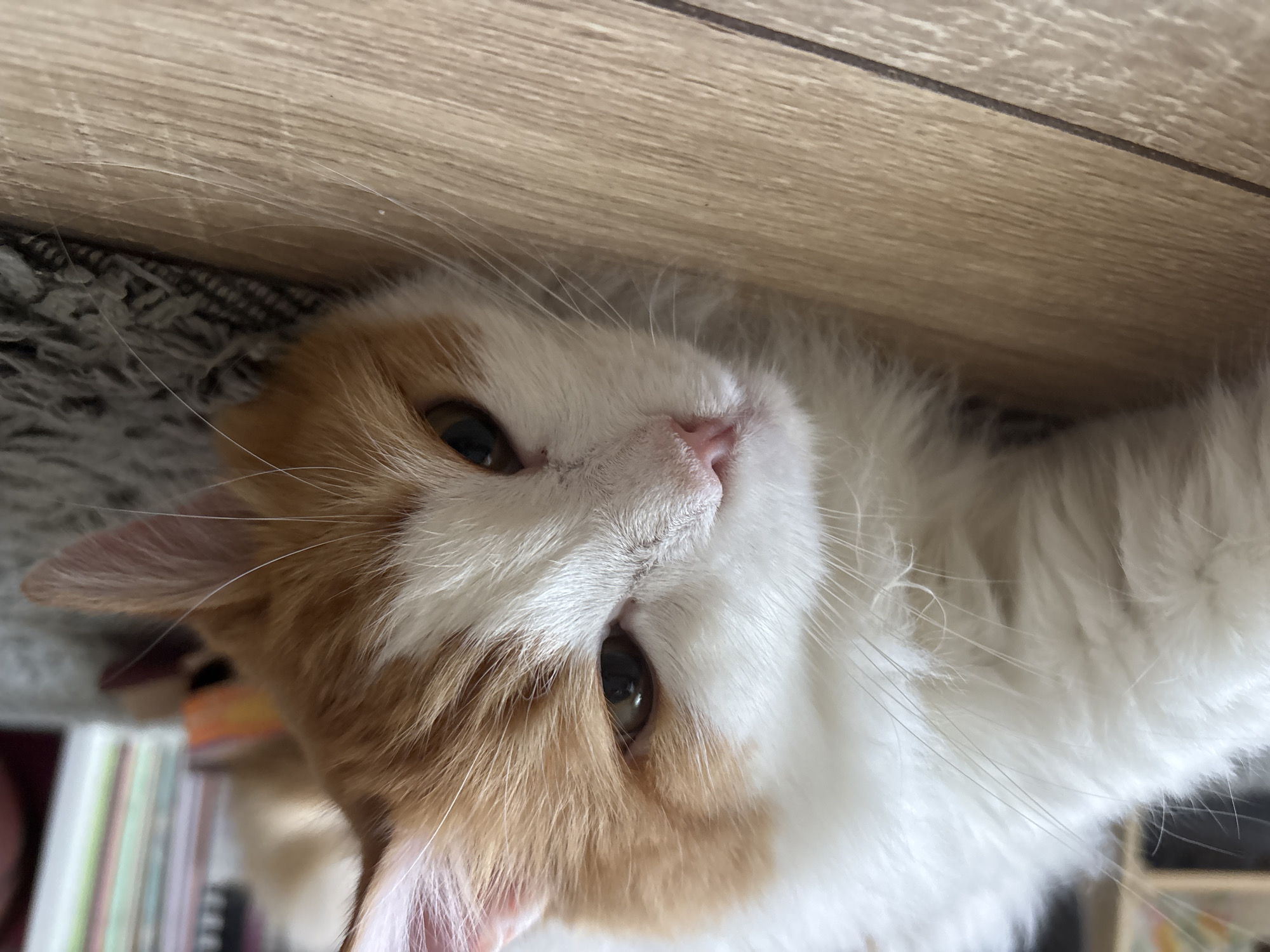 A domestic cat is depicted lying on its left side, with its head resting flat against a light-toned wooden floor. The cat's coat is bi-colored, predominantly white with patches of ginger or orange fur covering its ears, the top of its head, and portions of its face. Its left eye is partially visible, displaying a dark, dilated pupil surrounded by an amber-brown iris. The muzzle is white, leading to a small, pink nose. Long, fine white whiskers extend outwards from its cheeks. To the right of the cat, a grey, textured rug or carpet is partially visible. The background is out of focus but appears to show shelves containing various books. No human subjects are present in the frame. The image itself provides no identifiable visual cues to determine a specific geographical location, thus it cannot be forensically confirmed to be in the city of Zheleznogorsk, Russia.
