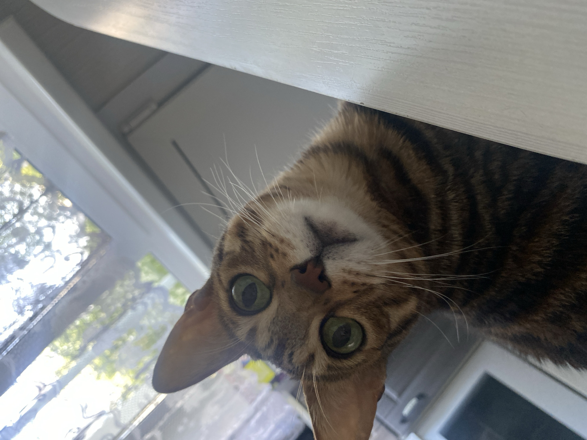 A close-up, slightly off-center shot from an unusual angle looking up at a Bengal cat. The cat has green eyes and brown and black stripes. The cat's head is positioned under a white wooden surface, potentially a shelf or table. Behind the cat and the surface is a window, with bright outdoor light streaming through, suggesting it's daytime. Out the window, foliage of green trees can be seen. The location of the image is unknown, and there is no basis for determining that the city is Chaikovsky, Russia.