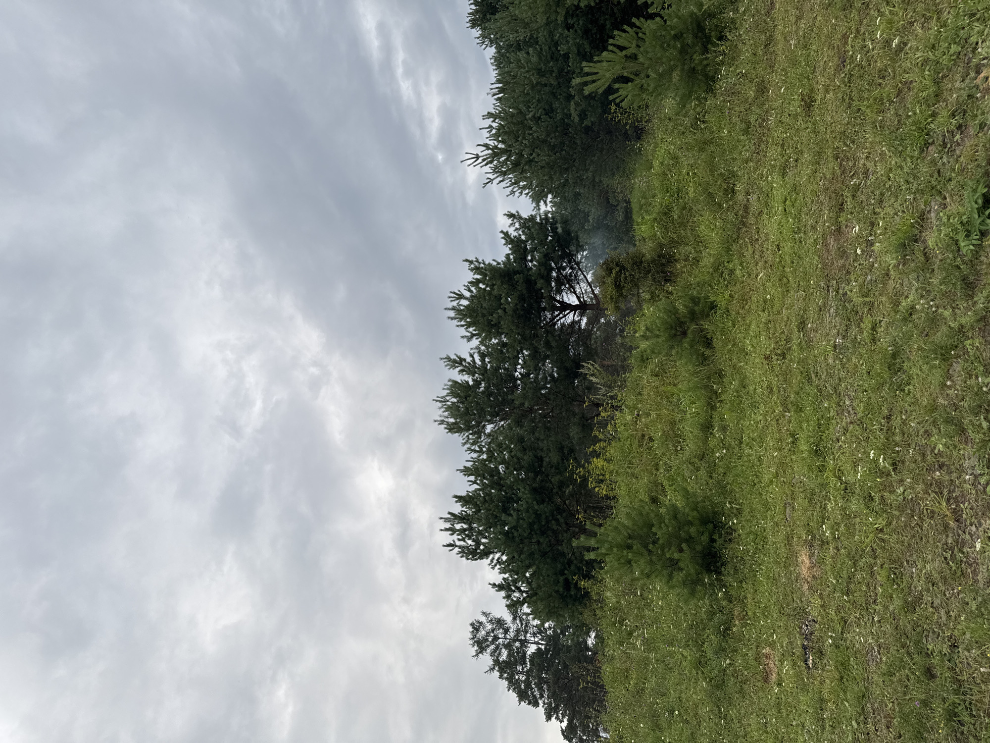The image depicts an outdoor scene with a dense forest of pine trees and a grassy, overgrown hillside. The sky is overcast with heavy gray clouds. In the foreground, the hillside is covered in lush green grass with scattered wildflowers and some patches of dry grass and dirt. There are several young pine trees growing on the hillside. Behind the young trees, a line of mature pine trees forms a dense forest canopy. A wisp of smoke is visible rising from within the treeline on the right side of the image. The terrain appears natural and uncultivated. The location is described as Ust-Mana, Russia, suggesting a natural, possibly rural or wilderness setting. There are no people or animals visible in the image. The overall impression is one of a slightly damp, overcast day in a wooded area.