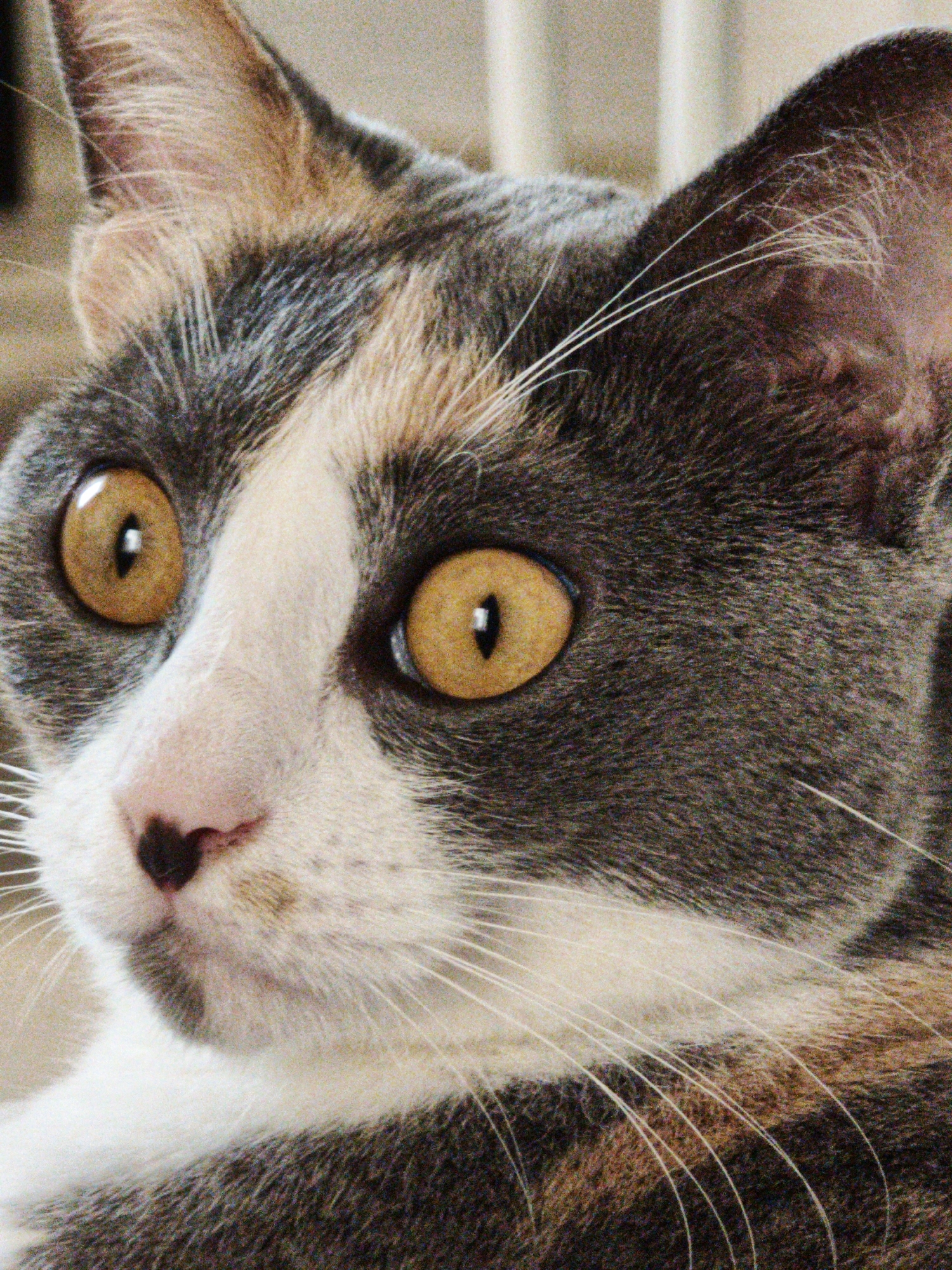 The image is a close-up, head-on, portrait of a calico cat. The cat has large, round, golden-orange eyes with black pupils. Its nose is pink with a dark brown or black tip. The fur is a mix of white, grey, and patches of orange and brown. The background is blurred and appears to be indoors, possibly with vertical blinds or a similar structure visible behind the cat's head. The image does not contain any information or visual cues that would allow for the determination of its location in the city of Sochi, Russia.