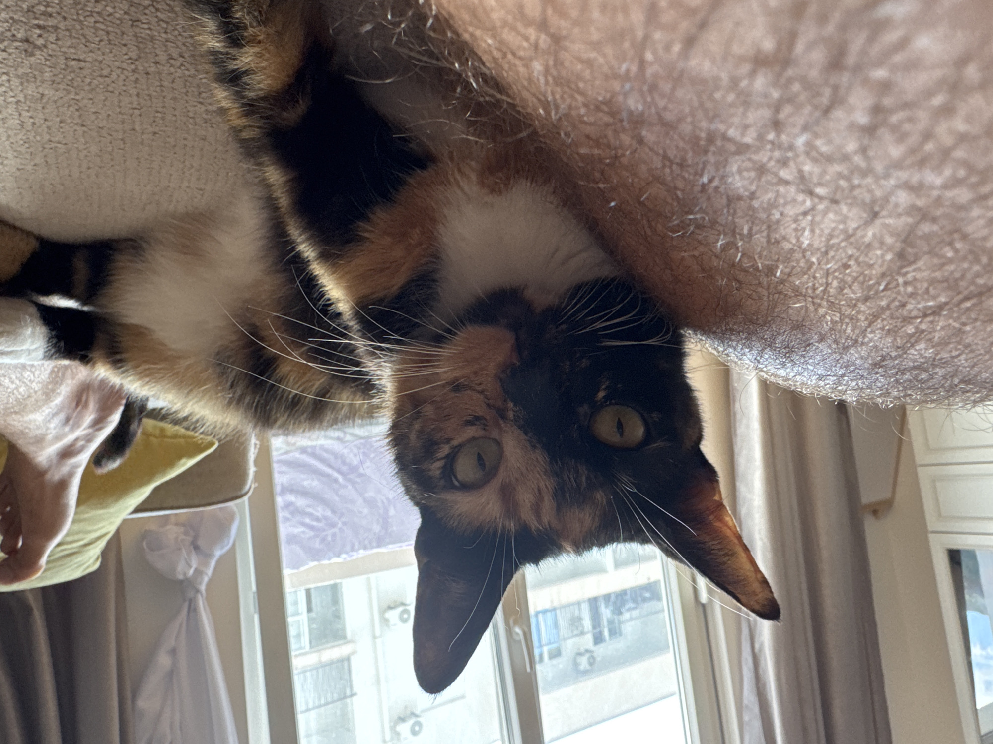 A calico cat is lying on a couch, with its head turned towards the camera. The cat's fur is a mix of black, orange, and white. Its eyes are green and wide open. The cat is in the foreground of the image, and its body extends to the right. The background consists of a window with a view of buildings and curtains. A human leg is visible in the bottom left corner of the image, with the leg hair showing. The couch appears to be light-colored and has a yellow pillow. The scene is indoors, likely in a residential setting, and the lighting suggests daytime. There is no specific indication of the location being in Budva, Montenegro.