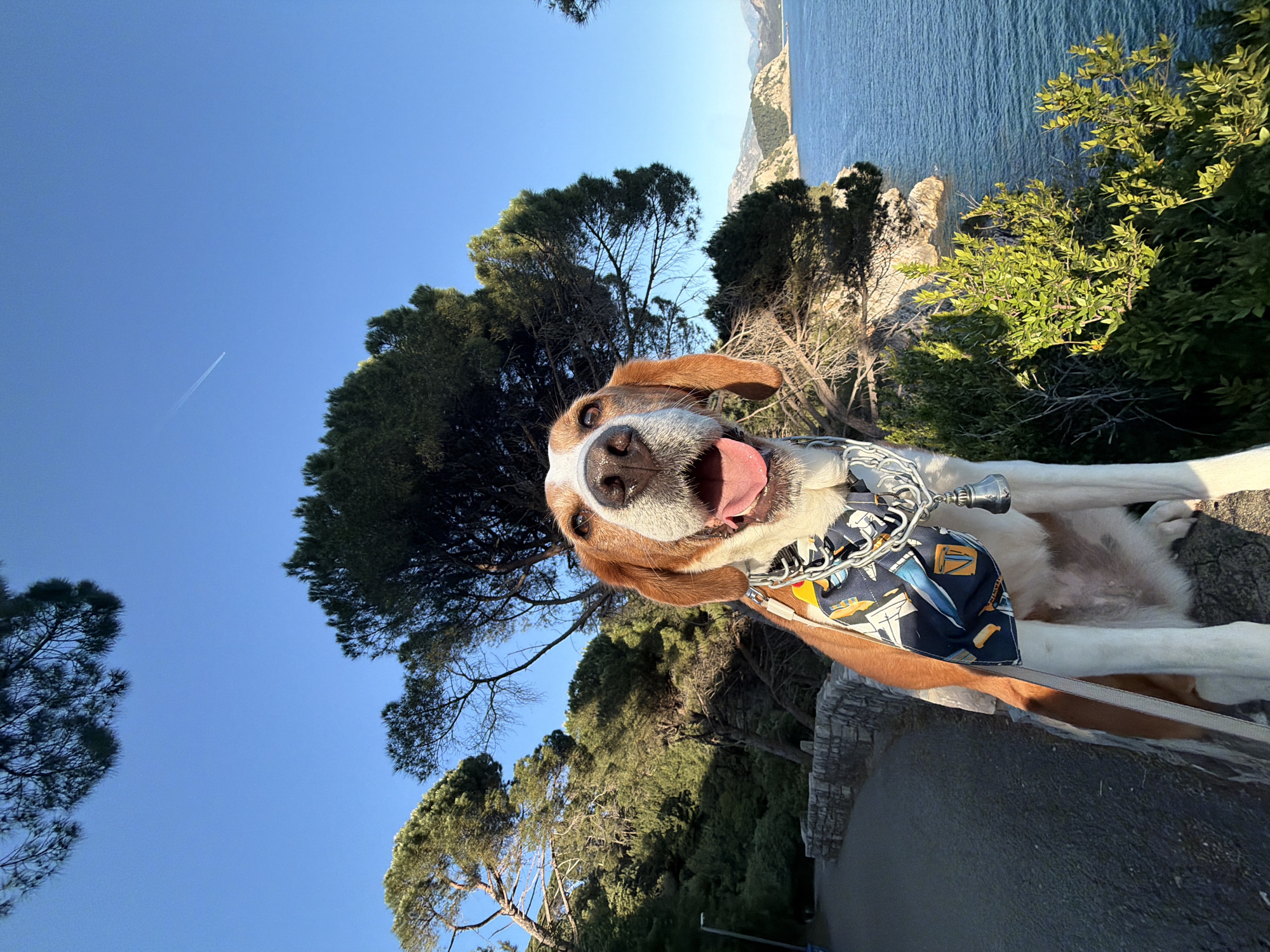 The image captures a dog with brown and white fur, wearing a blue and white patterned bandana and a silver chain leash, standing on a stone structure. The dog is panting with its tongue out, suggesting it may be warm or active. Behind the dog are lush green trees and shrubs. In the background, there is a view of the Adriatic Sea and the coastline of Petrovac na Moru, Montenegro. The sky is a clear blue with a visible contrail from an airplane. The location appears to be an elevated viewpoint or cliff overlooking the sea.