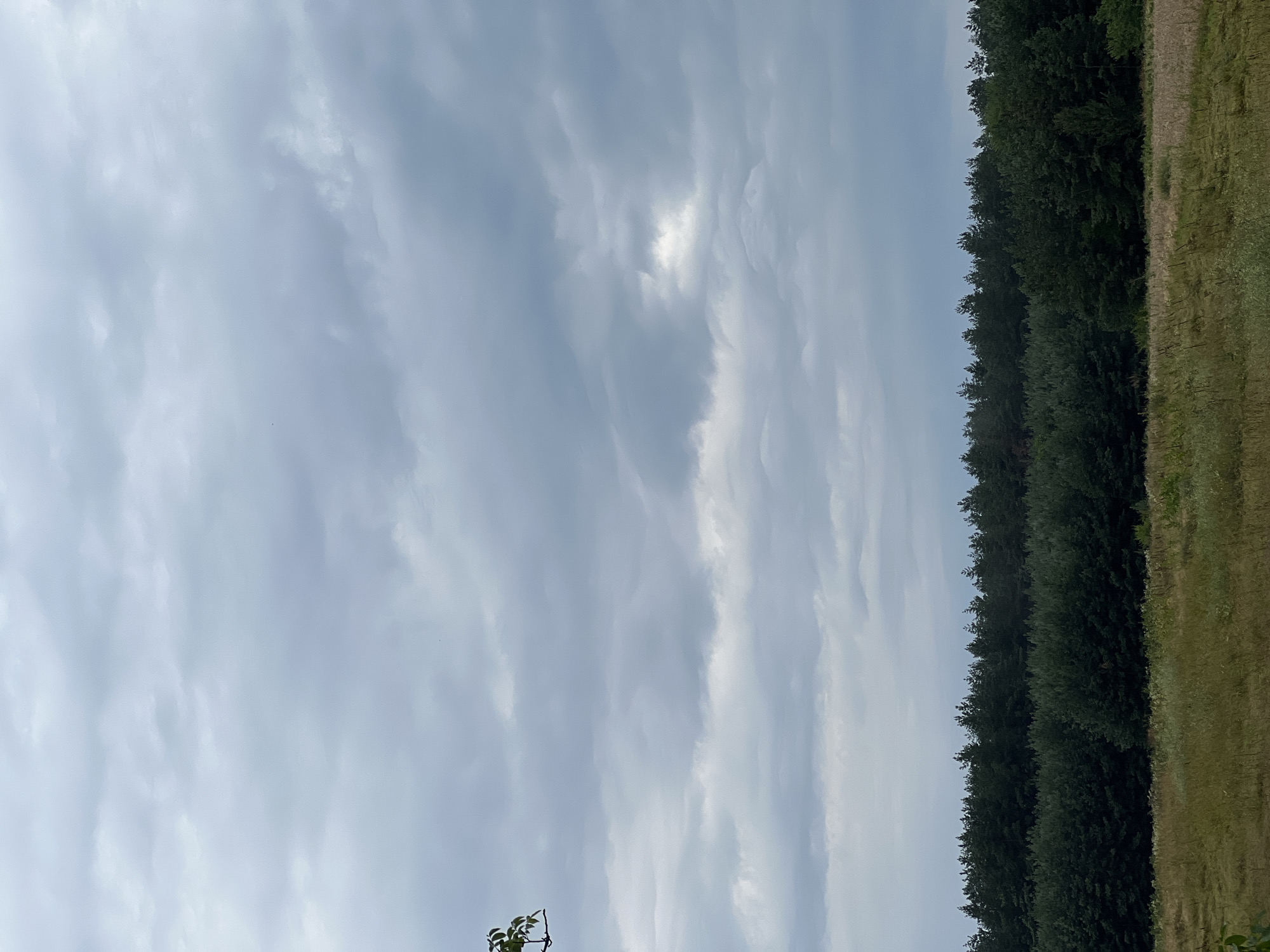 An overcast sky fills the upper portion of the image, with layers of grey clouds creating a diffused light. A dark green line of trees stretches across the middle ground, forming a dense forest. In the foreground, a field of dry grass and sparse greenery creates a textured expanse. A single branch with green leaves is visible in the upper left corner. The scene depicts an outdoor landscape with no people or visible structures.