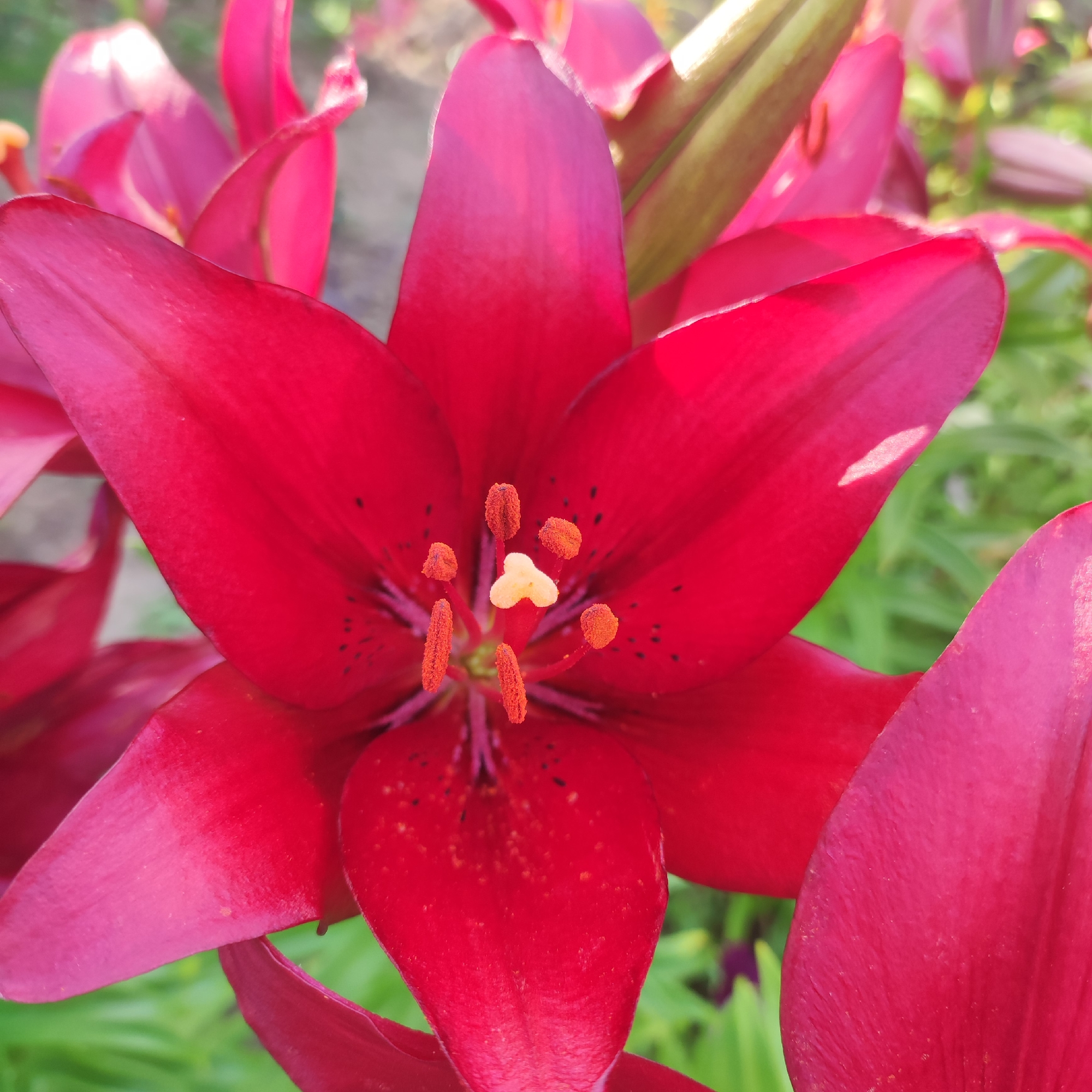 The image is a close-up shot of a red lily flower, predominantly featuring its petals, stamen, and pistil. The petals are a deep, rich red with some darker speckling and subtle veins. The stamen are tipped with orange pollen, and the central pistil is a pale yellow. The background consists of blurred green foliage, suggesting an outdoor garden setting. There is no indication of the city of Navoloki, Russia, or any specific environmental details that would place it there. The image focuses solely on the botanical details of the flower, with no human presence or discernible action.