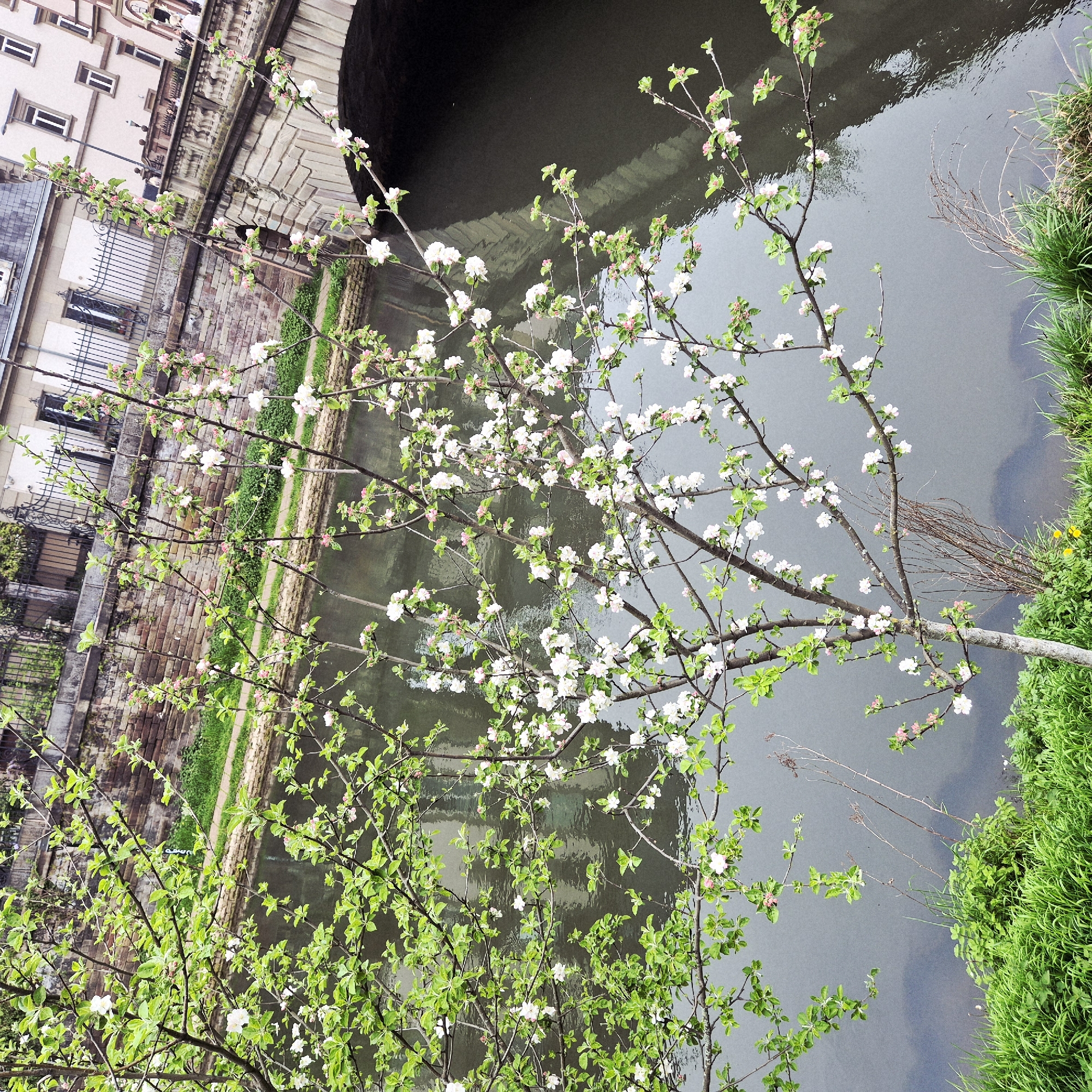 The image captures a scene in Strasbourg, France, featuring a tree in bloom alongside a waterway, likely one of the canals in the Petite France quarter. The tree, covered in white flowers and fresh green leaves, branches out over the water. The water reflects the surrounding architecture and the sky, giving it a greyish hue. On one side of the canal, there is a stone embankment and buildings with architectural details like windows and railings. A bridge spans the canal in the background. The other side features vibrant green grass. The image is taken from an elevated perspective.