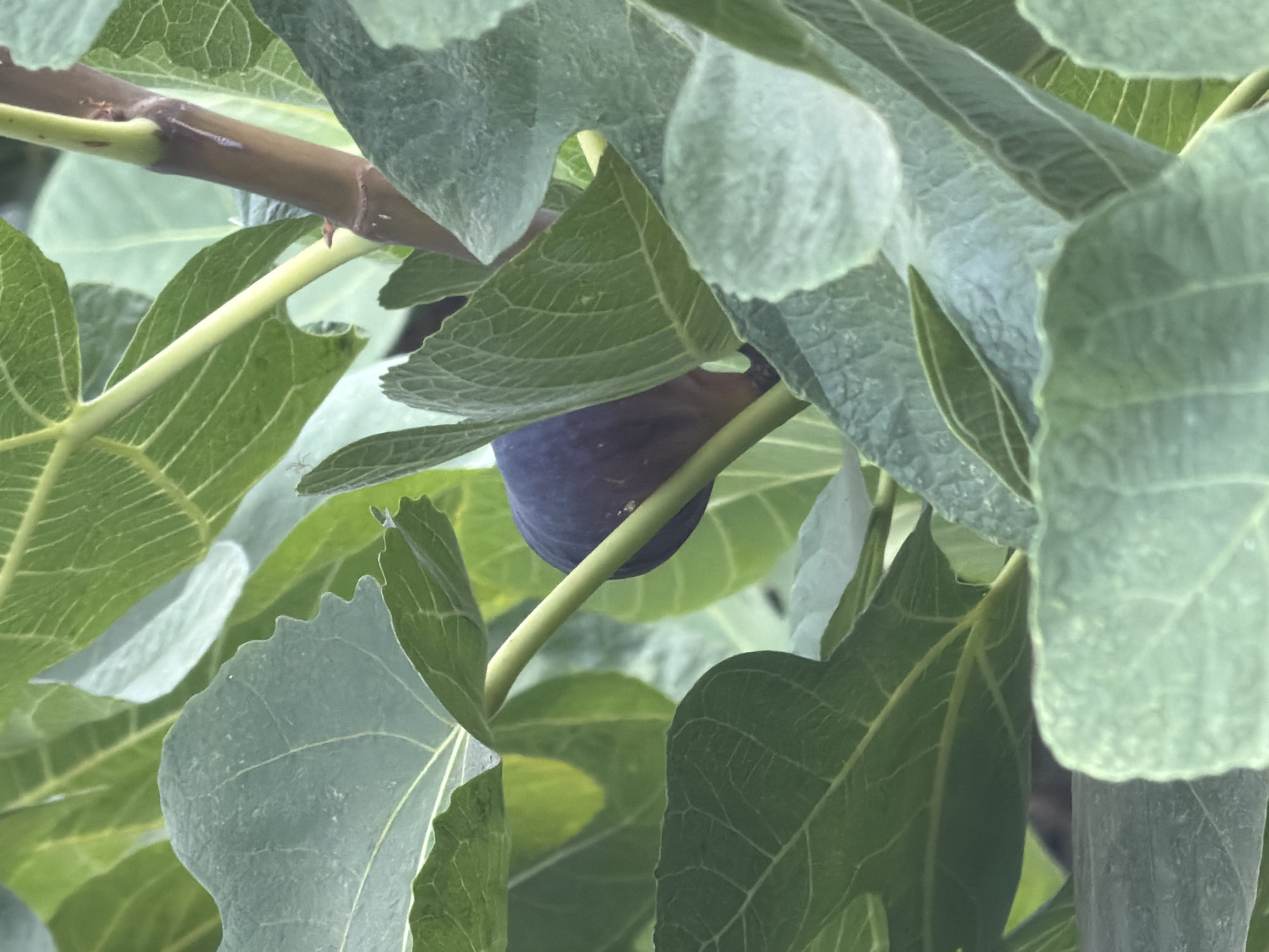 A dark purple fig is visible, partially obscured by large, green fig leaves and a brown branch. The fig is ripe and appears to be attached to a stem. The leaves are detailed with visible veins, and some are lighter in color, suggesting they are catching the light. The scene is set outdoors, with the natural growth of a fig tree. It is not possible to determine the specific location within Marmaris, Turkey, from the provided image.
