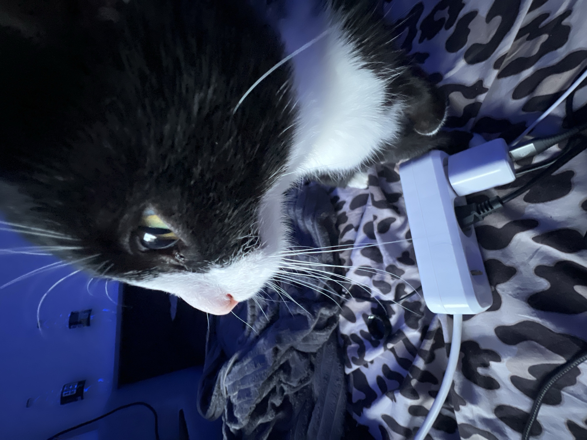 A close-up, high-angle shot captures a black and white tuxedo cat indoors in Saint Petersburg, Russia. The cat's head is positioned in the upper left of the frame, with its right eye, a striking yellow-green with a vertical pupil, looking intently towards the lower right. Its pink nose and long, white whiskers are prominent against its white chin and black facial fur.
The cat is resting on or observing a patterned blanket or duvet featuring a black and gray animal print. To the right of the cat, a white power strip is visible, with several black cables and a white power adapter plugged into its outlets. The background to the left and bottom exhibits a strong blue ambient light, likely from an artificial source, illuminating a wall where two white wall sockets with visible internal components are present. The overall lighting suggests an indoor setting, possibly at night, characterized by the distinct blue hue. The cat appears curious and focused, possibly observing the power strip or something just out of frame. No text is visible in the image.