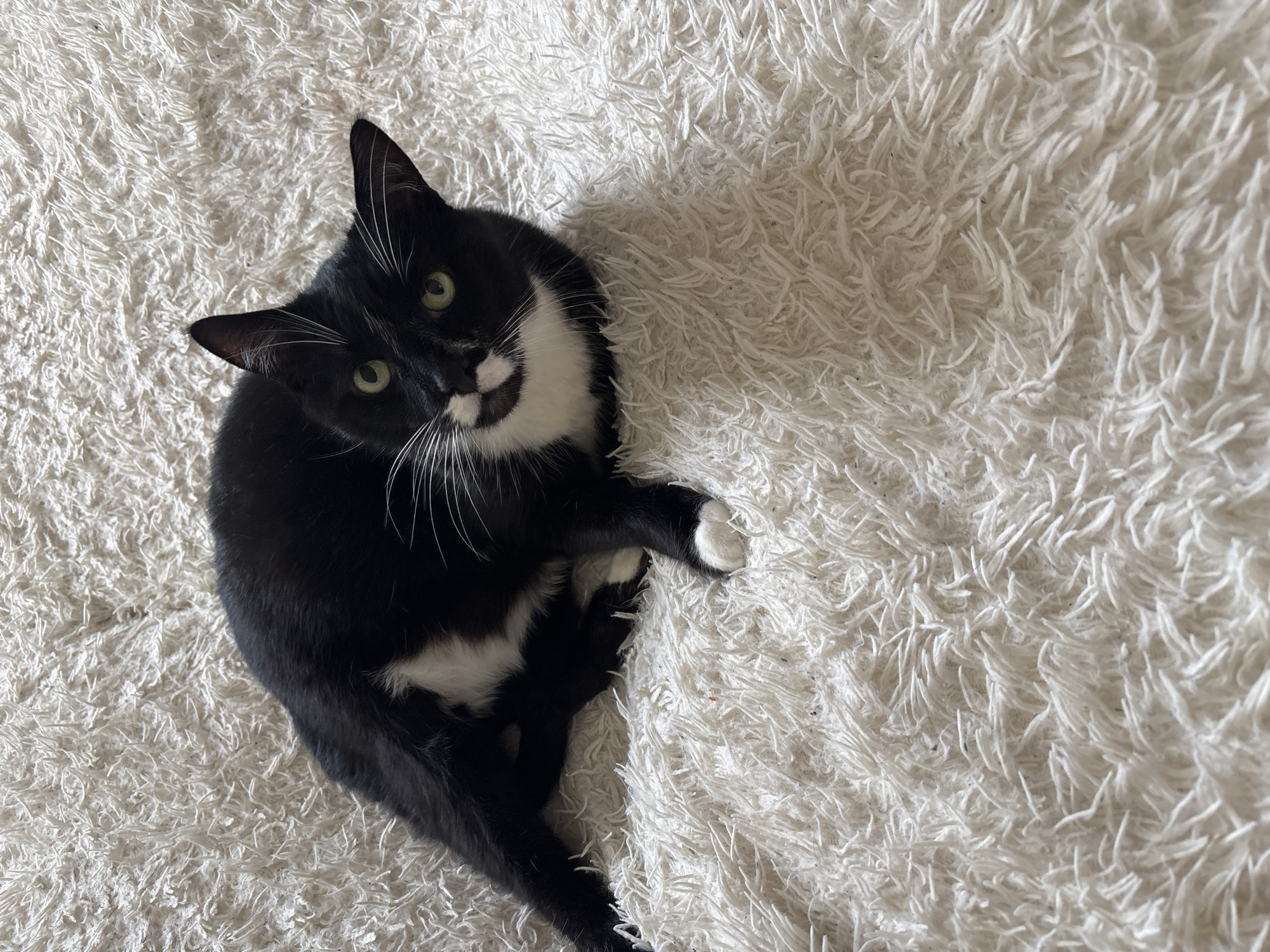 A black and white tuxedo cat with green eyes is lying on a plush white rug. The cat is in the center of the frame, facing the camera. Its body is mostly black with a white chest and paws. The rug appears to be in a residential setting, possibly a living room or bedroom. There is no indication of the location within Bila Tserkva, Ukraine.