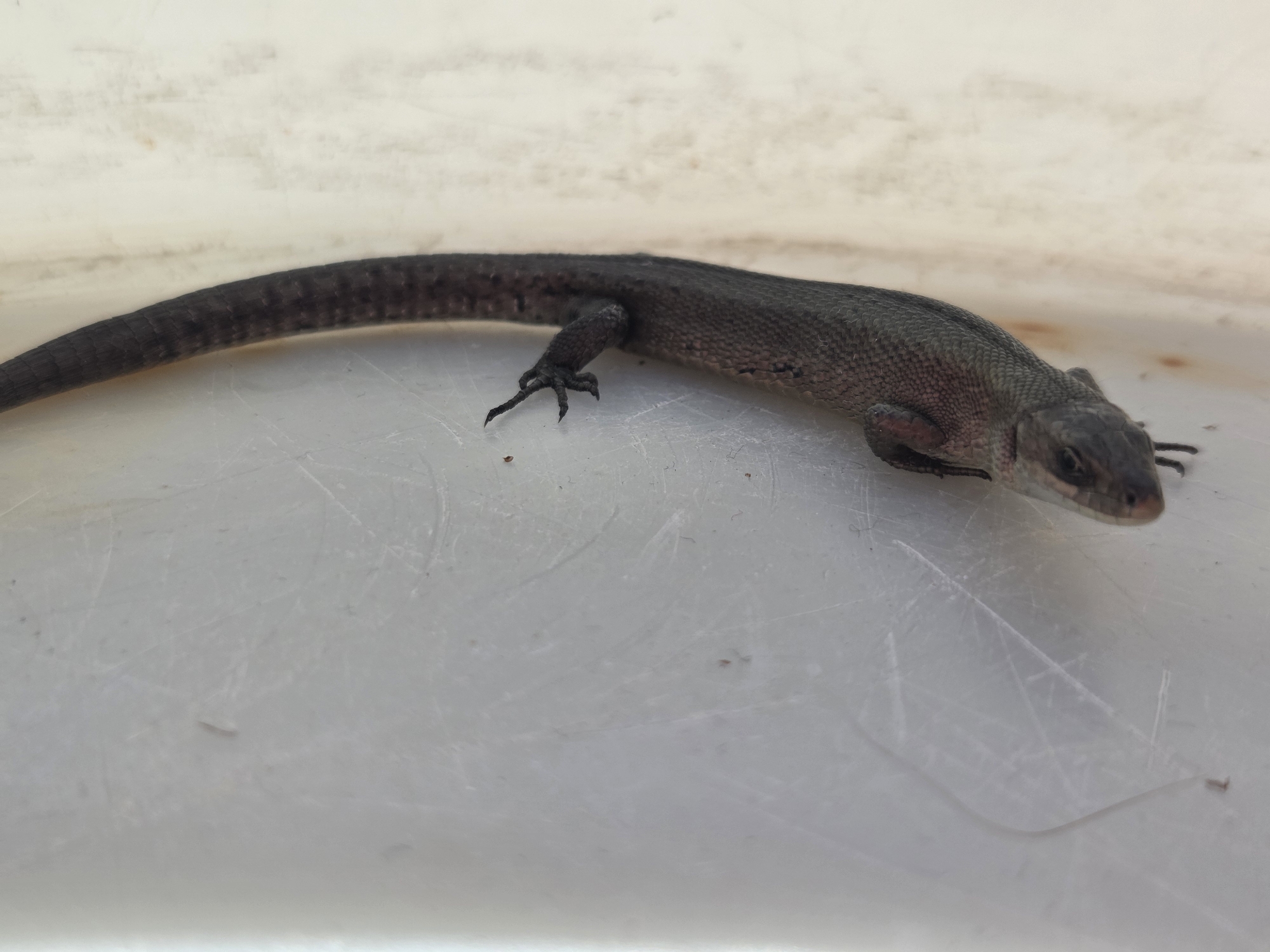 A grey lizard is on a white surface. The lizard is lying on its right side, with its head pointing to the right. Its tail is extended to the left. The lizard has dark grey scales on its back and lighter grey scales on its underside. Its legs are visible, with its claws extended. The white surface appears to be plastic, with some scratches and dirt. The background is out of focus, but appears to be a light-colored wall. The image was taken in Frolovo, Russia.