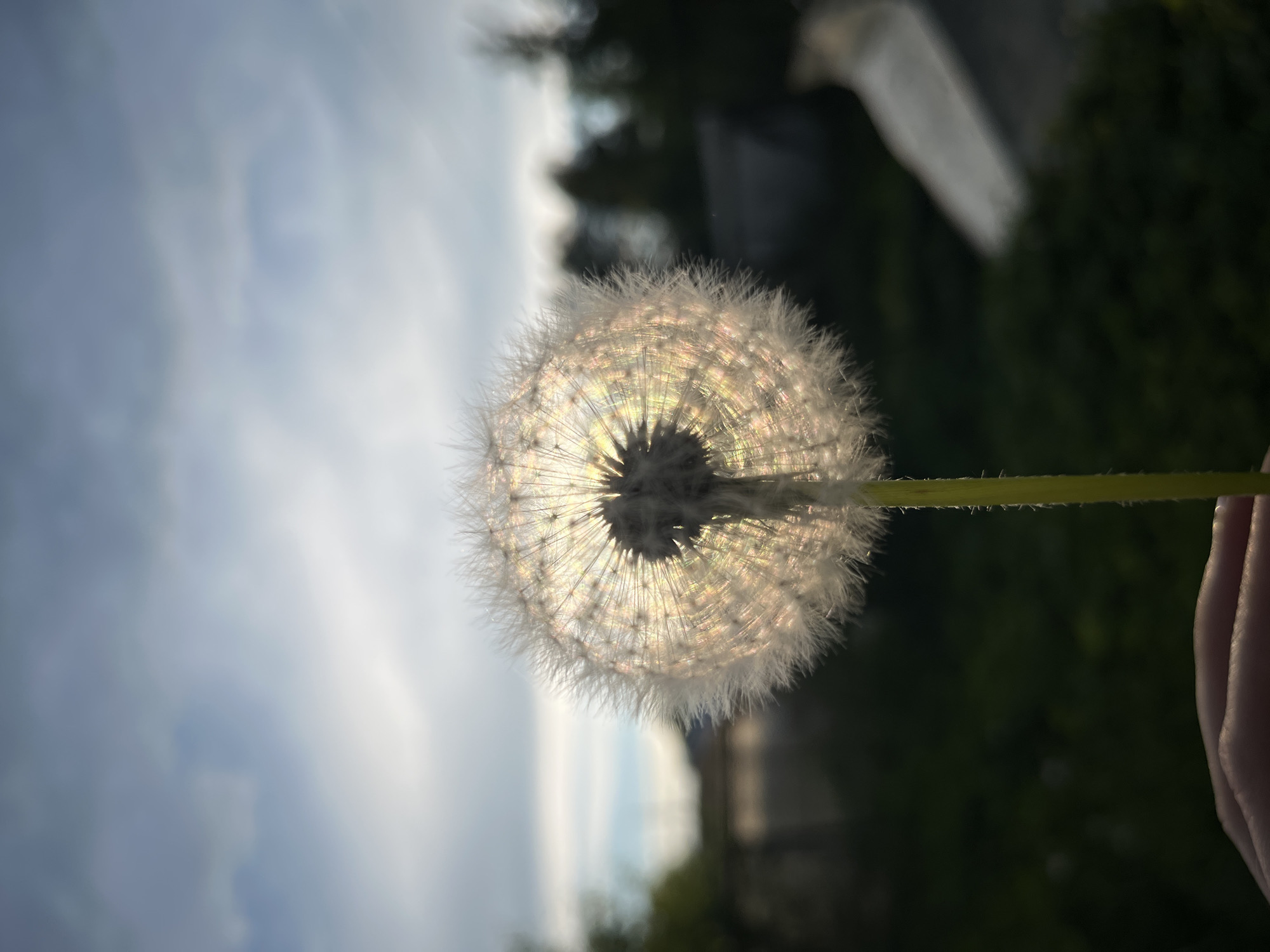 A close-up photograph shows a dandelion head held up against a sky that is cloudy and bright. The dandelion is in sharp focus, revealing its delicate seed structure. The stem of the dandelion is held by a person, part of whose hand is visible at the lower right. The background is blurred, consisting of dark foliage and indistinct structures. The location of the photograph in the city of Chaikovsky, Russia is unknown.
