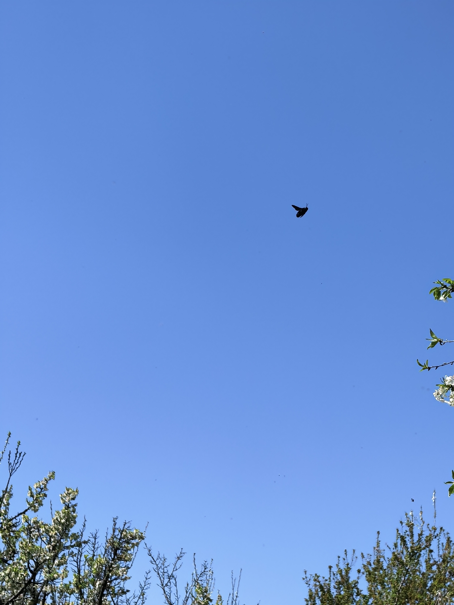 The image displays a clear, vibrant blue sky, indicative of a bright daytime, likely sunny weather. In the upper central portion of the frame, a small, dark silhouette of an insect, possibly a moth or a butterfly, is captured in flight with its wings extended. The bottom of the image features the tops of trees or bushes, adorned with fresh green leaves and delicate white blossoms, suggesting a natural outdoor setting during spring or early summer. More foliage with white flowers is also visible along the right edge. The sky is largely unobstructed, presenting a uniform azure hue. The scene is tranquil and natural, consistent with an outdoor environment in Sapareva Banya, Bulgaria. There is no visible text in the image.