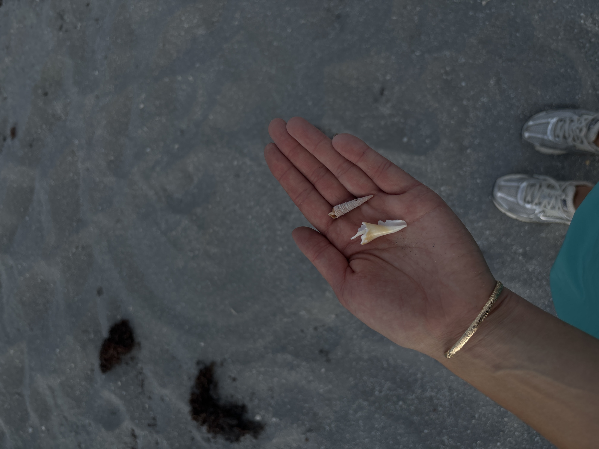 A person's open hand, held low and to the right of the frame, displays two small seashells, one white and pointed, the other conical and textured. The hand, adorned with a golden, intricately patterned bracelet on the wrist, rests against a sandy beach. In the background, the sand is dark and uneven, with scattered dark clumps, possibly seaweed. Two pairs of silver athletic shoes are visible at the bottom of the frame, suggesting the person is wearing them. The overall lighting suggests it might be dusk or dawn. The scene appears to be on a beach in Delray Beach, Florida, United States of America.