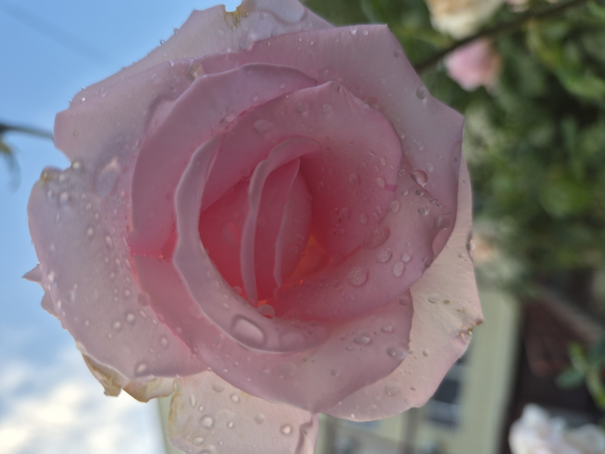 A close-up, low-angle shot captures a pale pink rose in soft focus. Water droplets glisten on its delicate petals, some appearing large and round, others small and scattered. The rose is viewed from below, with a bright blue sky and wispy clouds forming the background. In the lower left corner, the blurry outline of a building with windows is visible, hinting at an outdoor, possibly urban, setting. To the right, out-of-focus greenery and other indistinct flowers suggest a garden or park environment. The overall impression is one of delicate beauty and freshness.